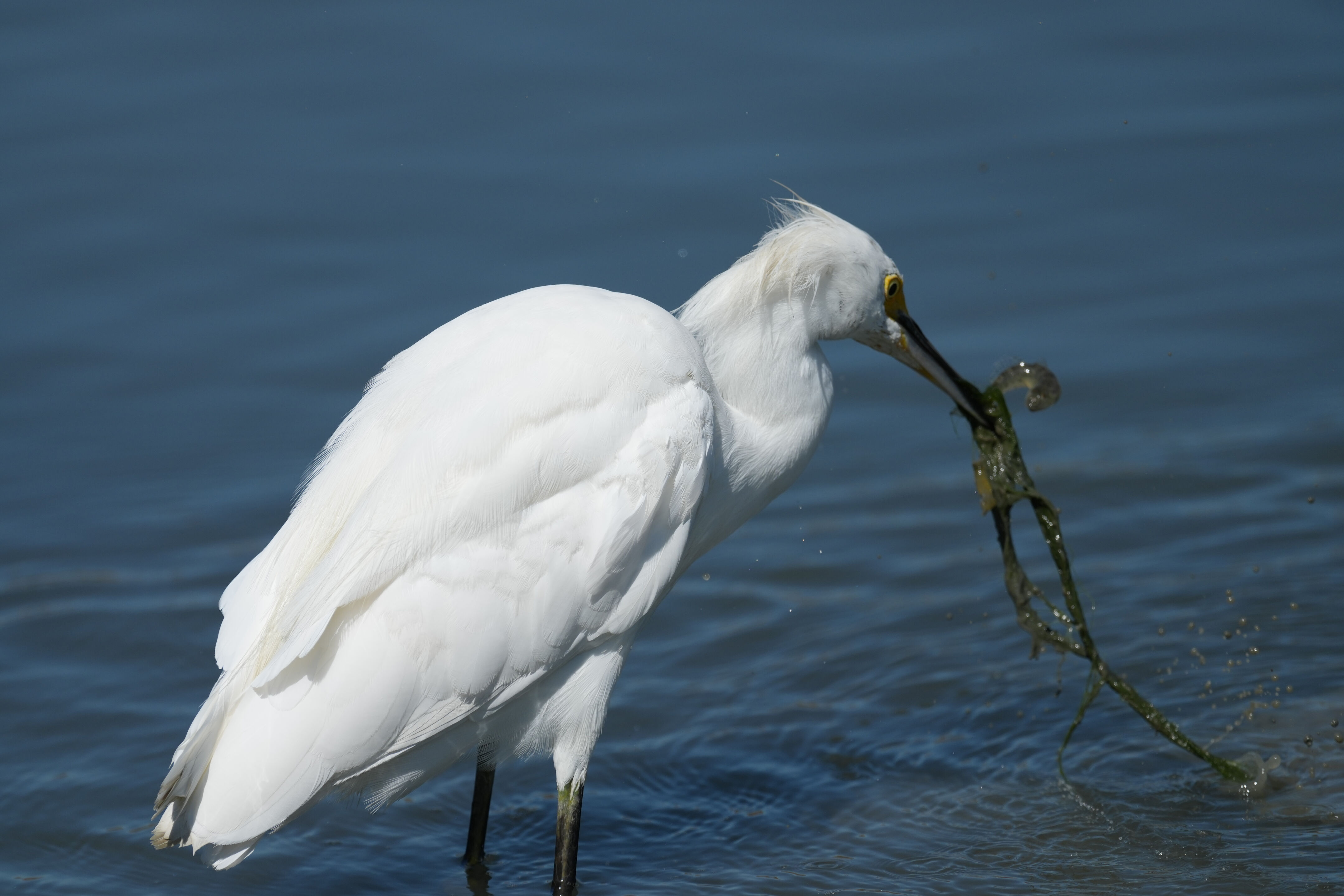 Redwood Shores Loop Trail