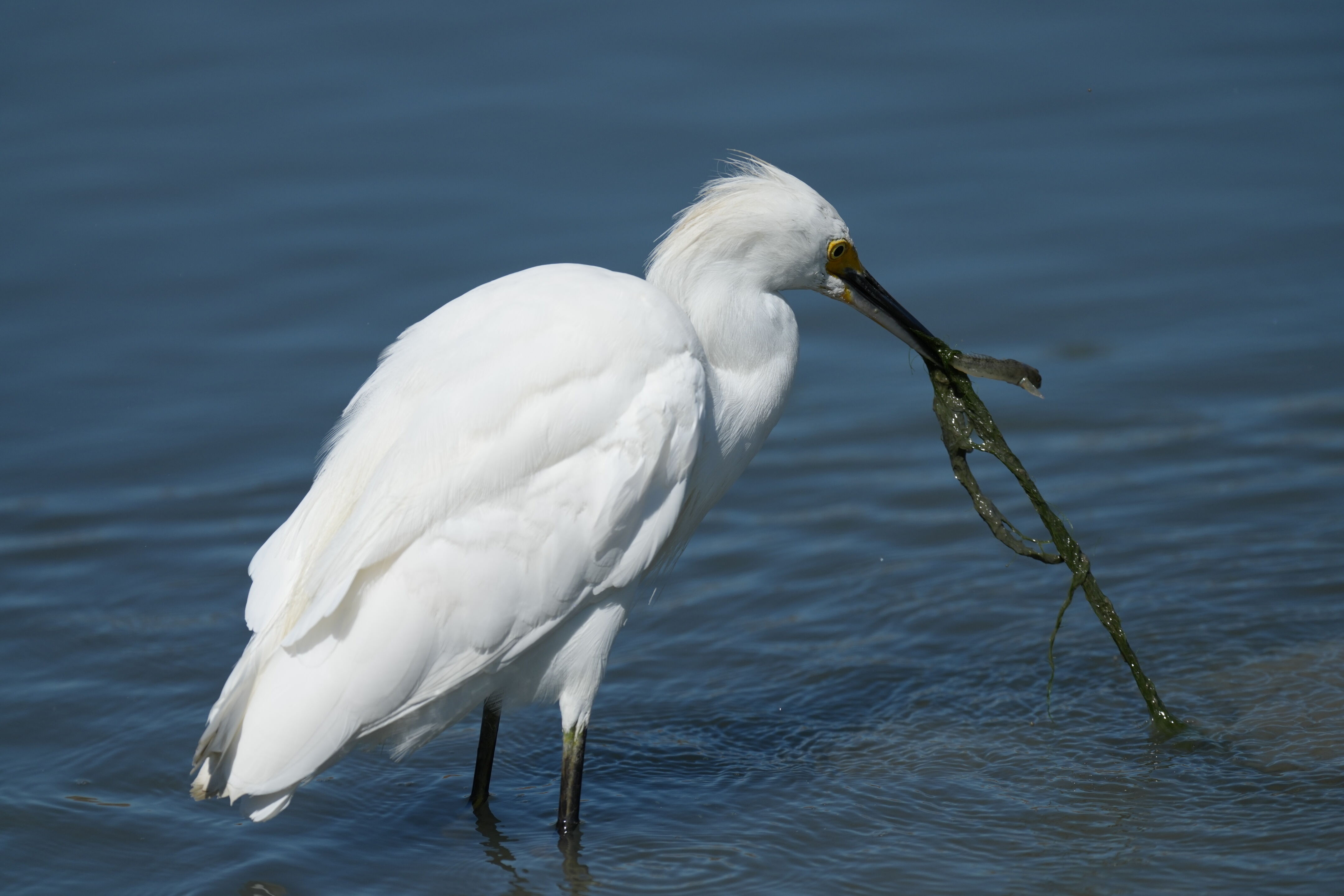 Redwood Shores Loop Trail