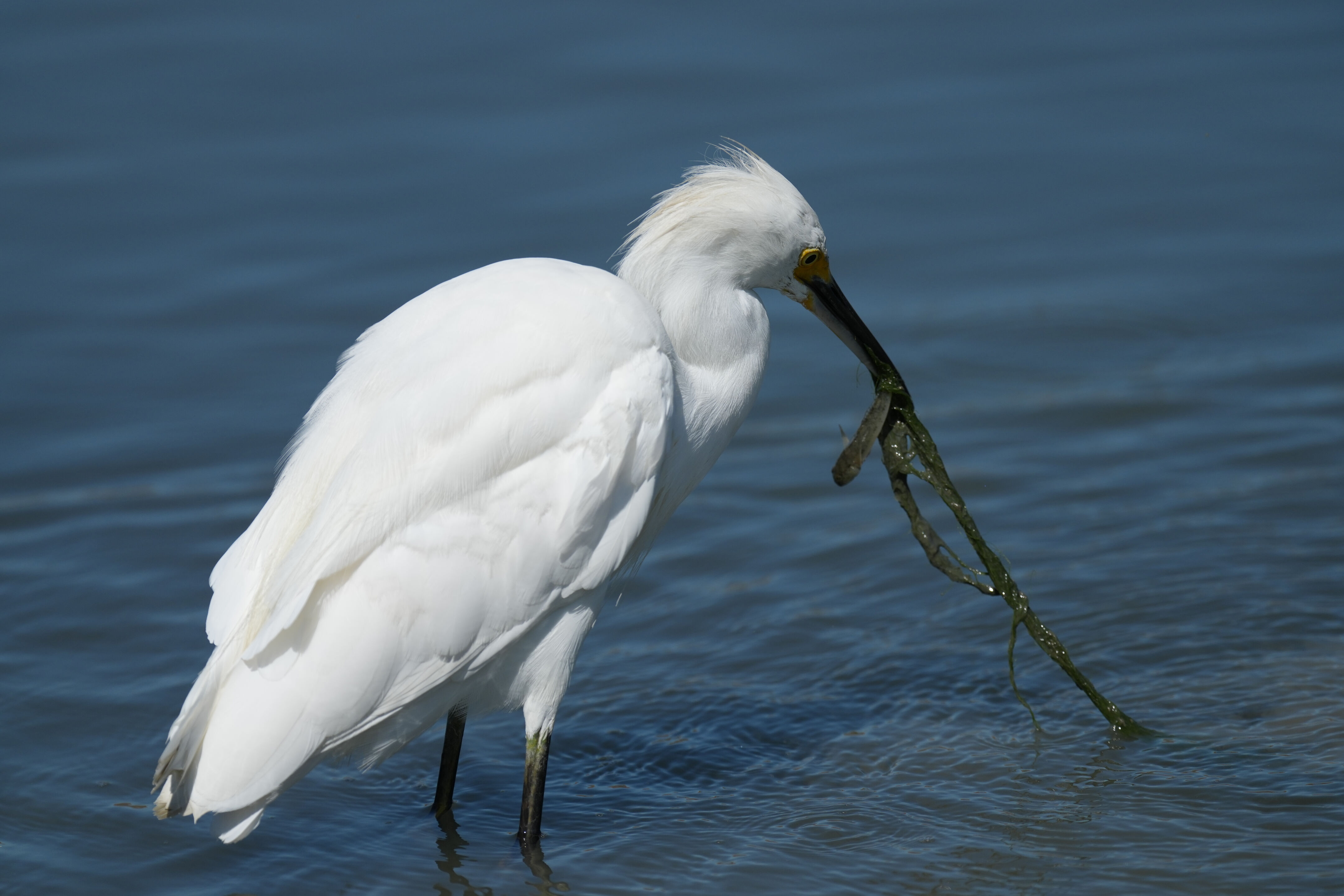 Redwood Shores Loop Trail