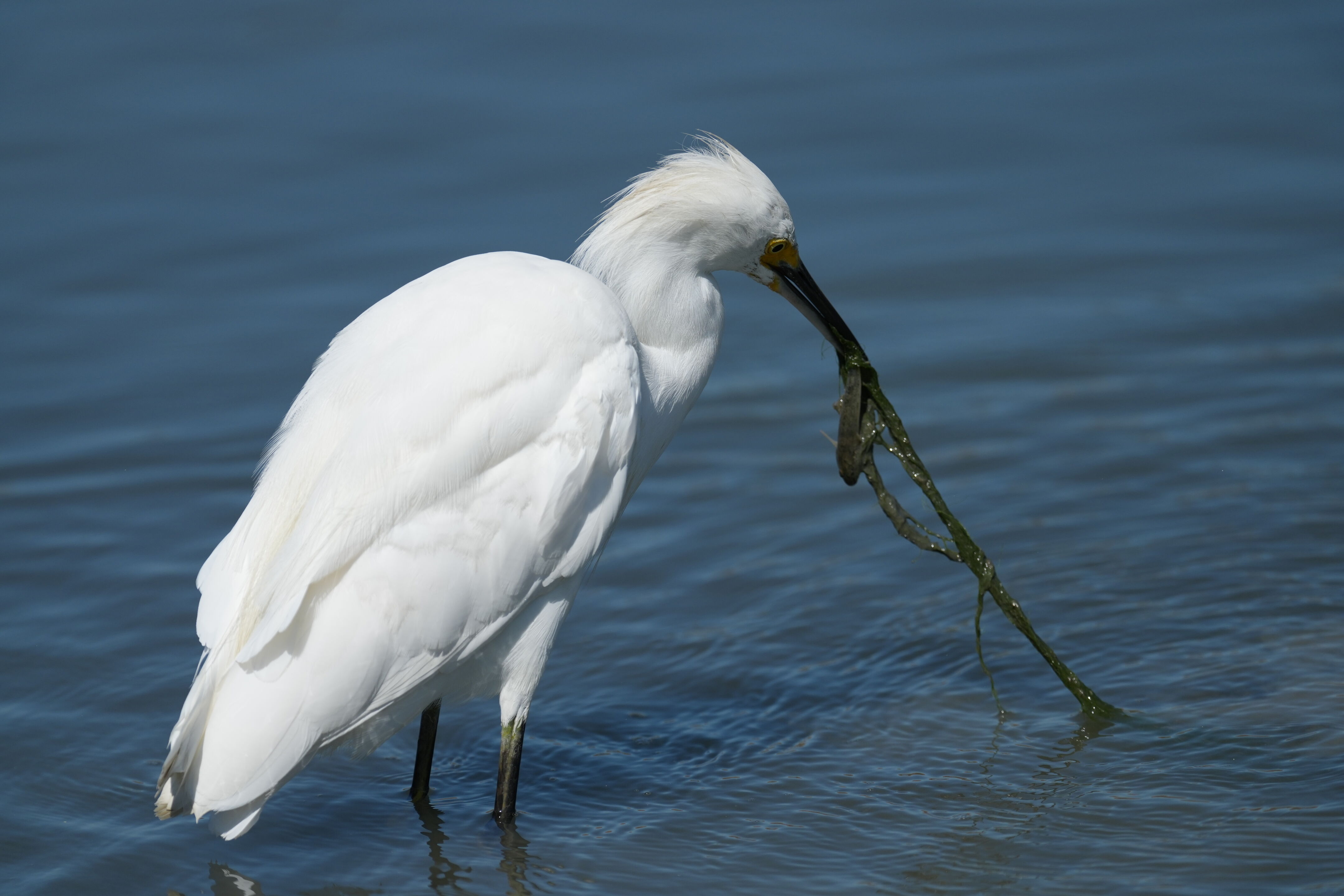 Redwood Shores Loop Trail