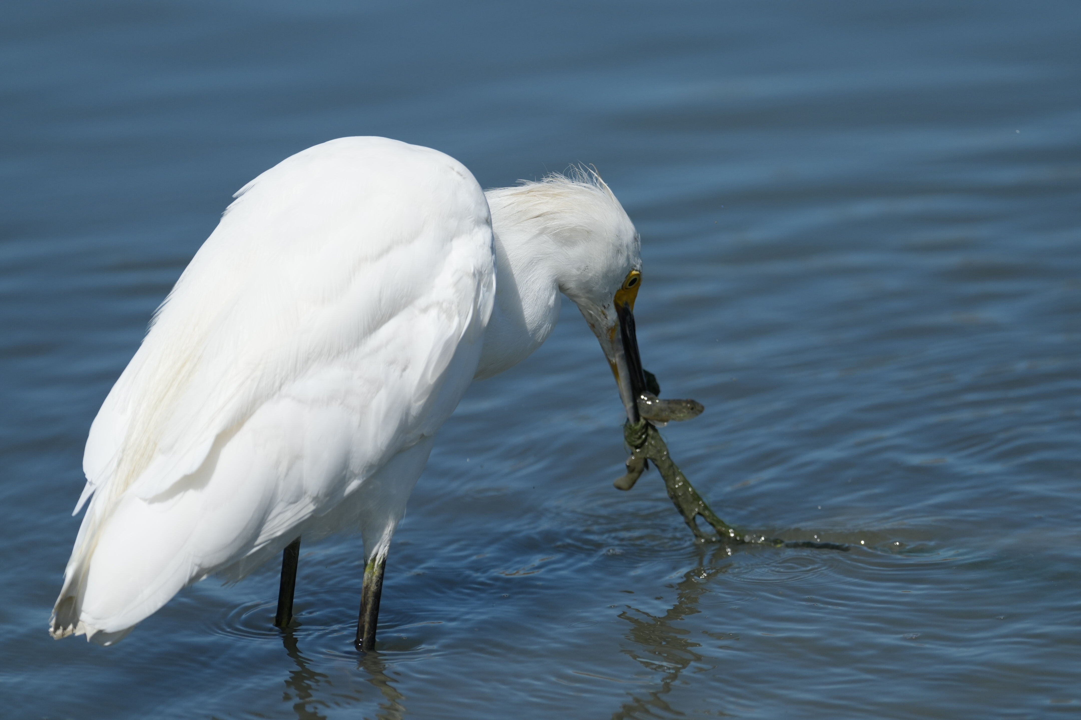 Redwood Shores Loop Trail