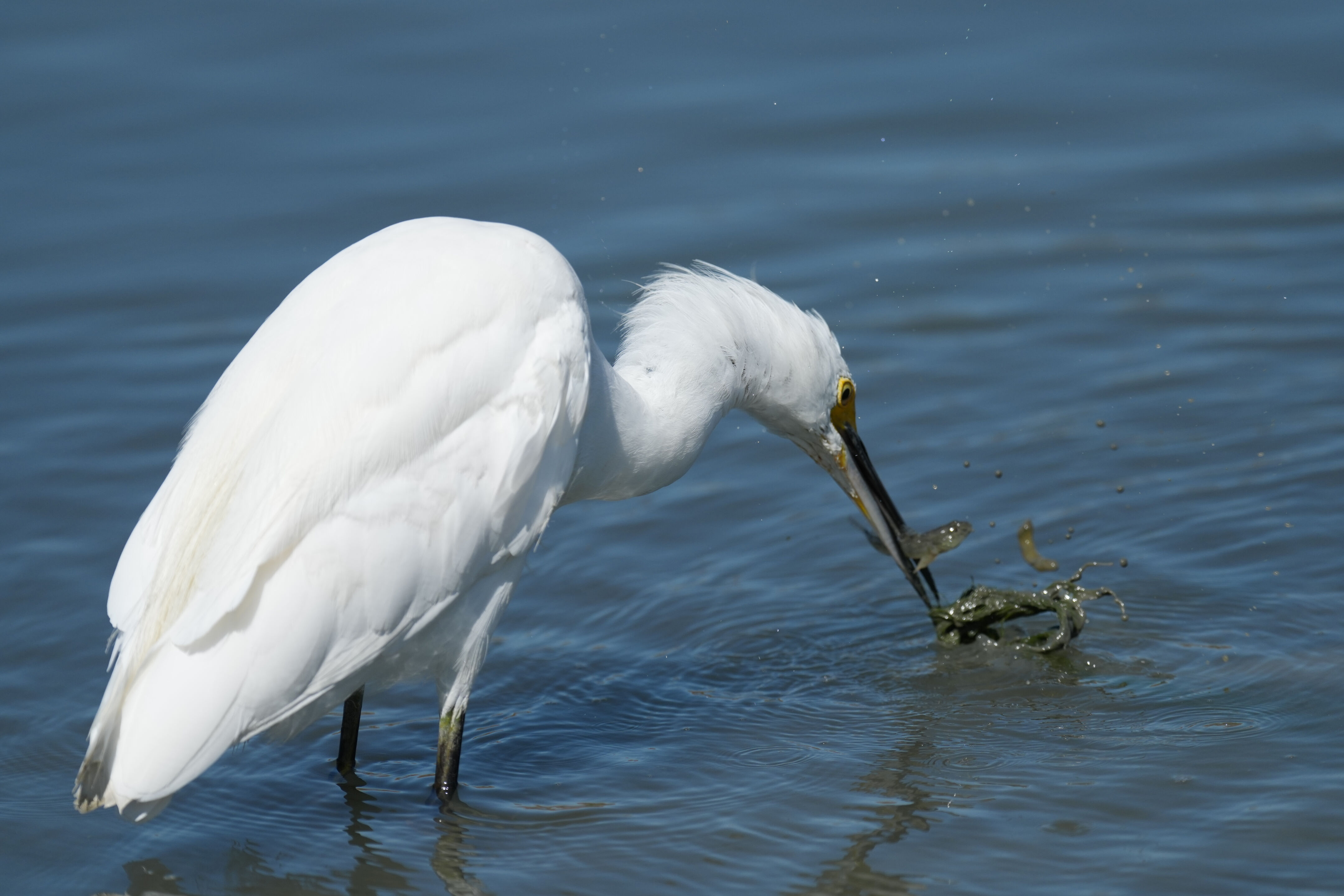 Redwood Shores Loop Trail