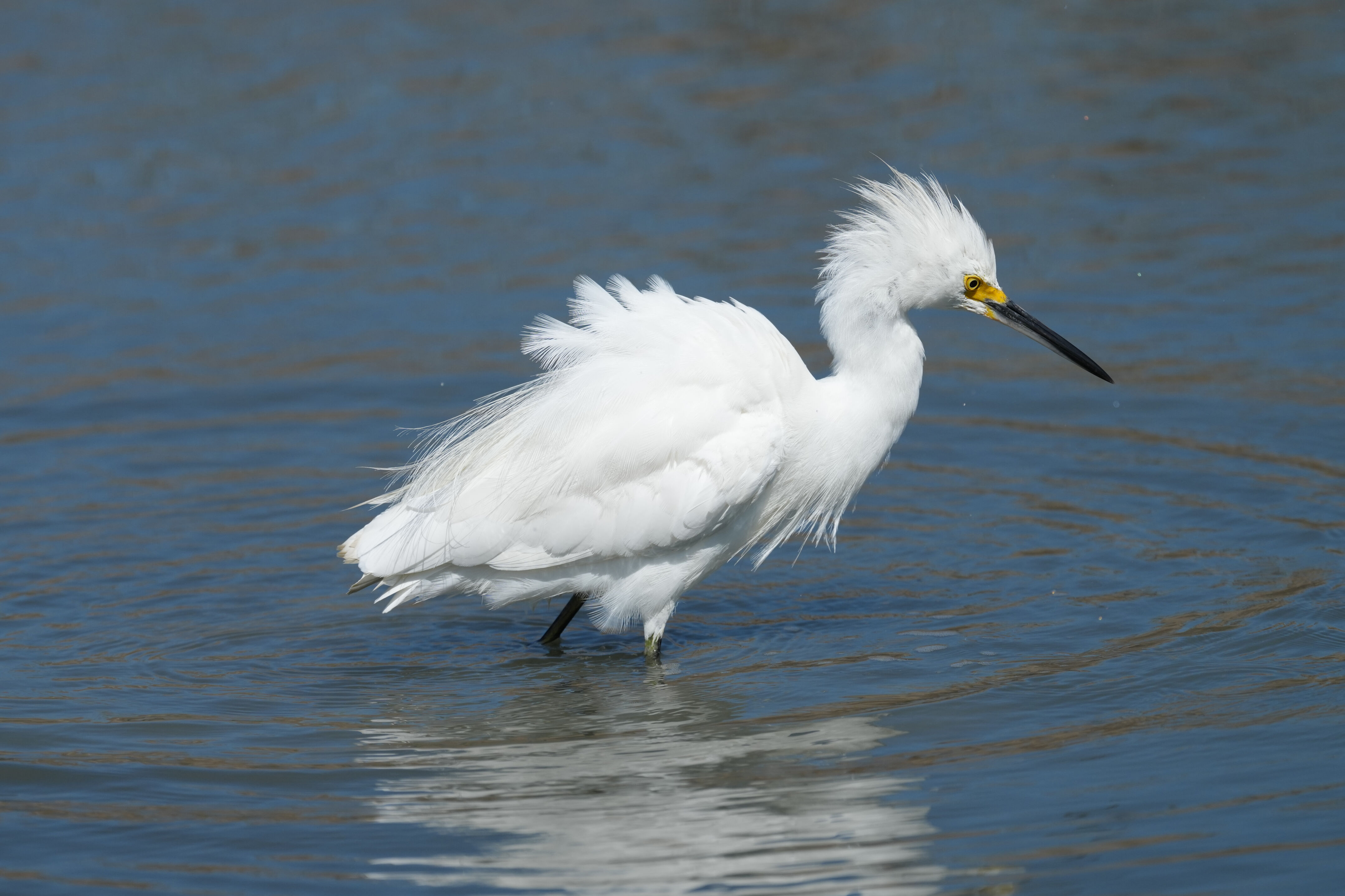 Redwood Shores Loop Trail
