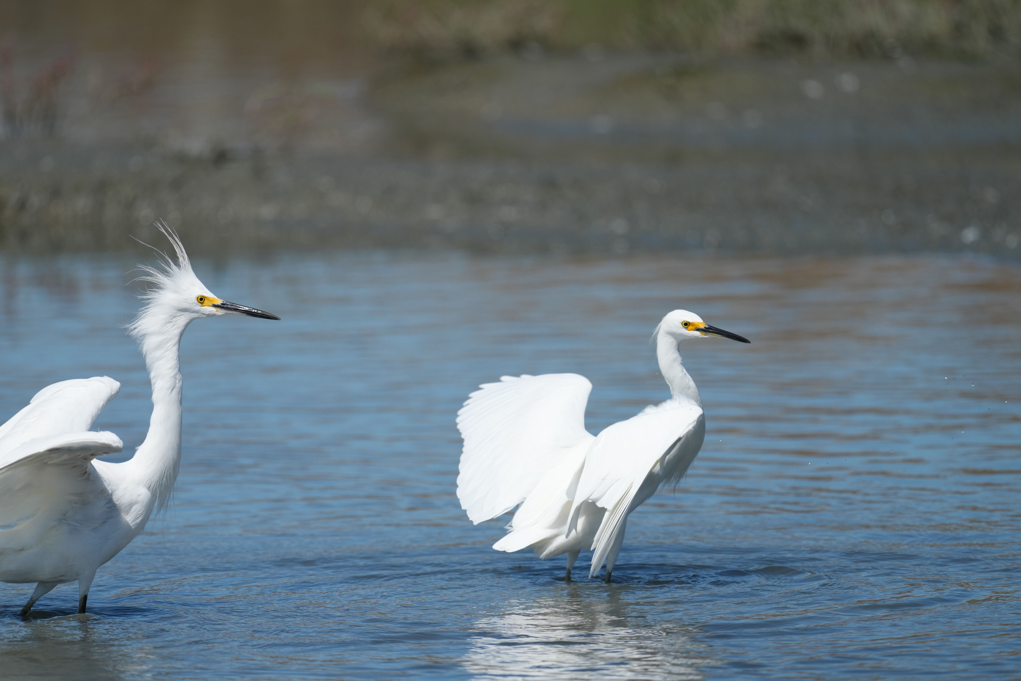 Redwood Shores Loop Trail