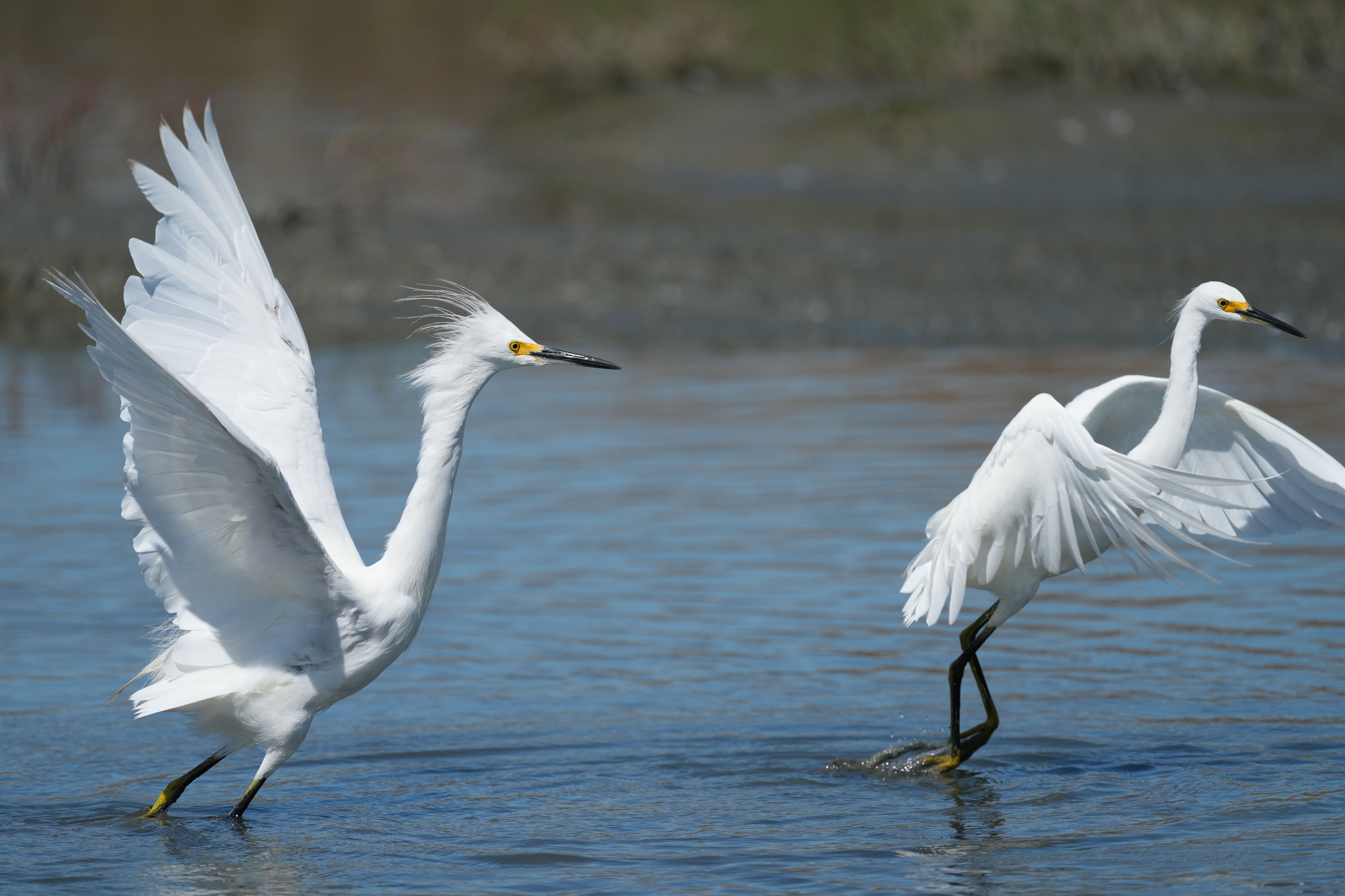 Redwood Shores Loop Trail