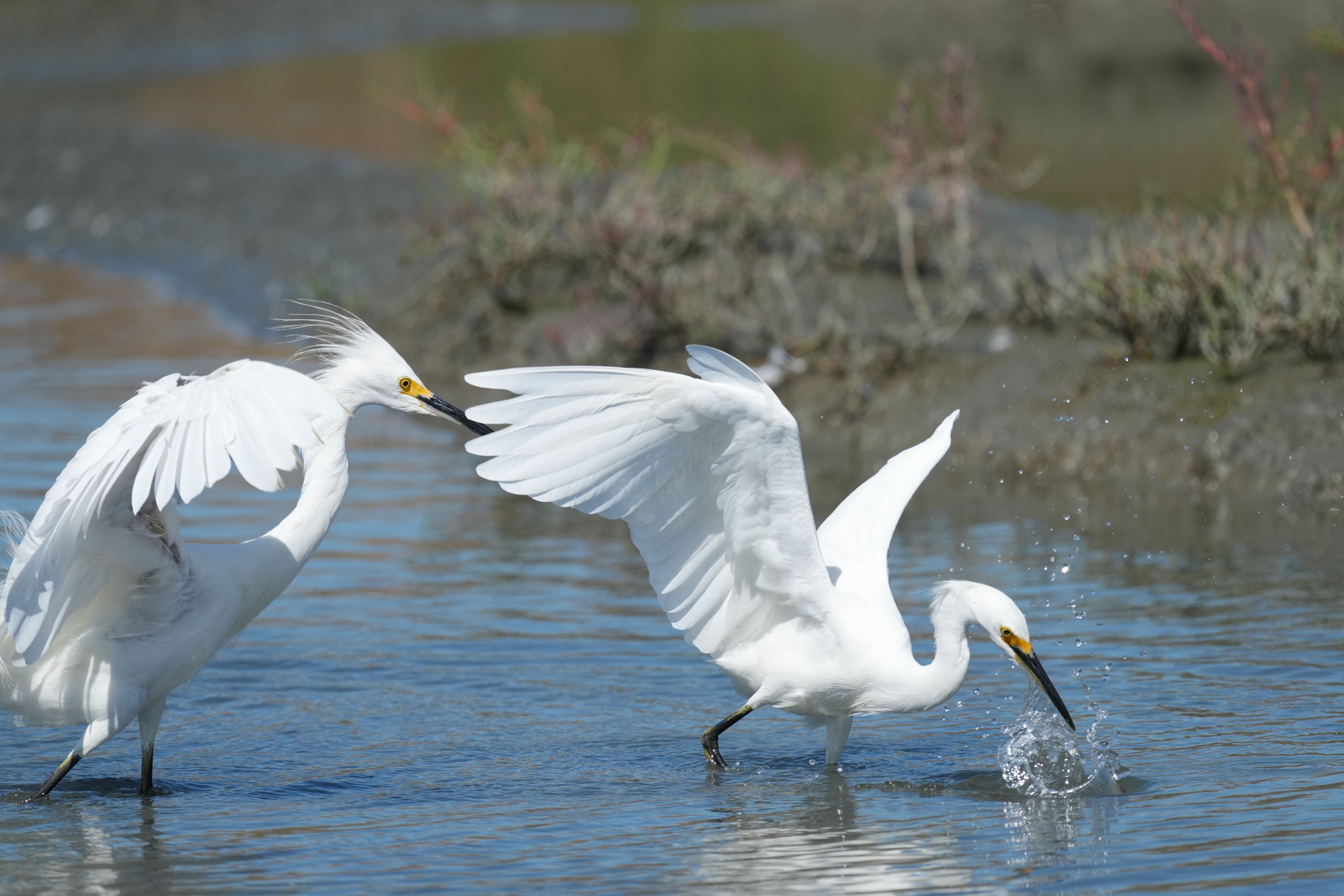 Redwood Shores Loop Trail
