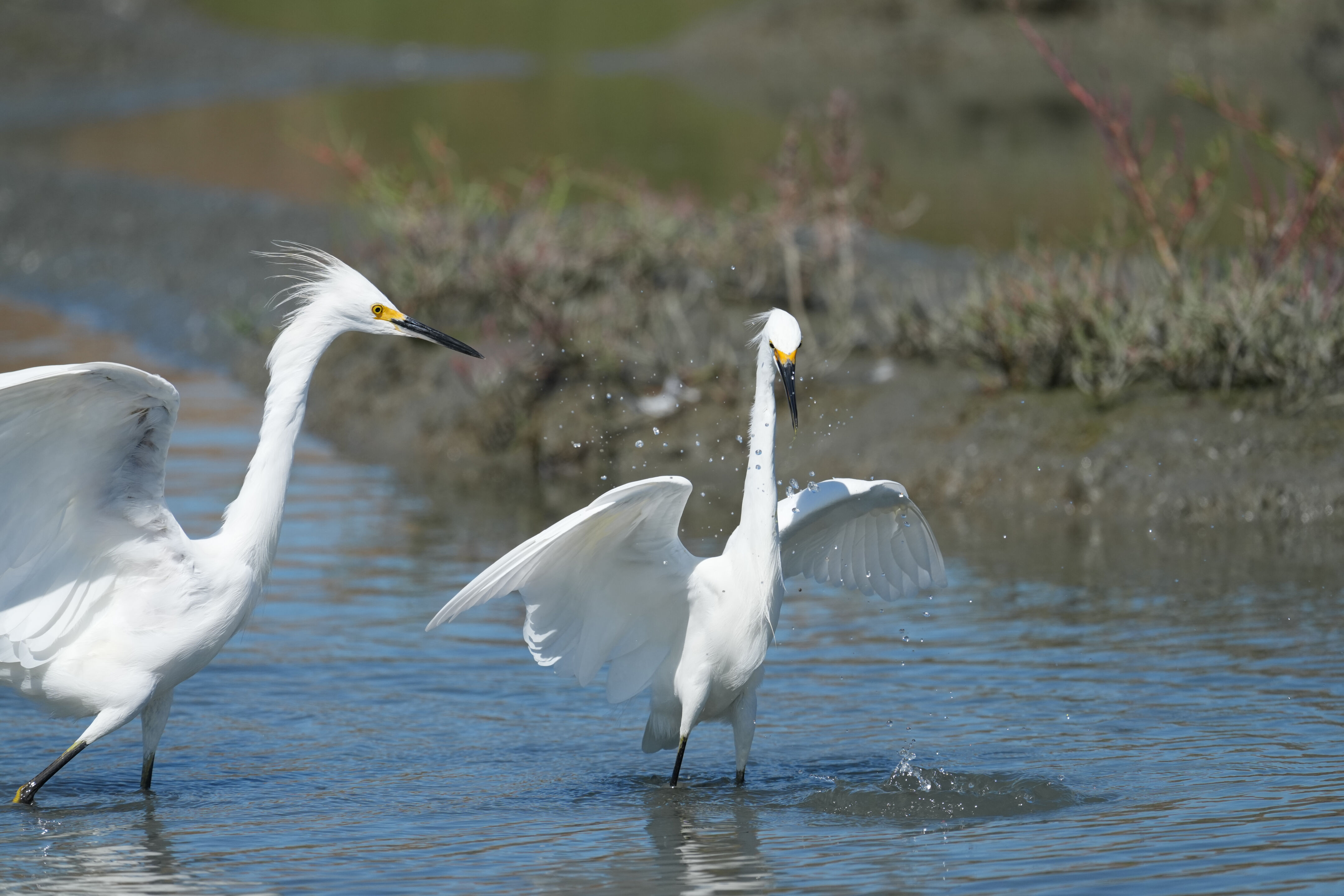 Redwood Shores Loop Trail