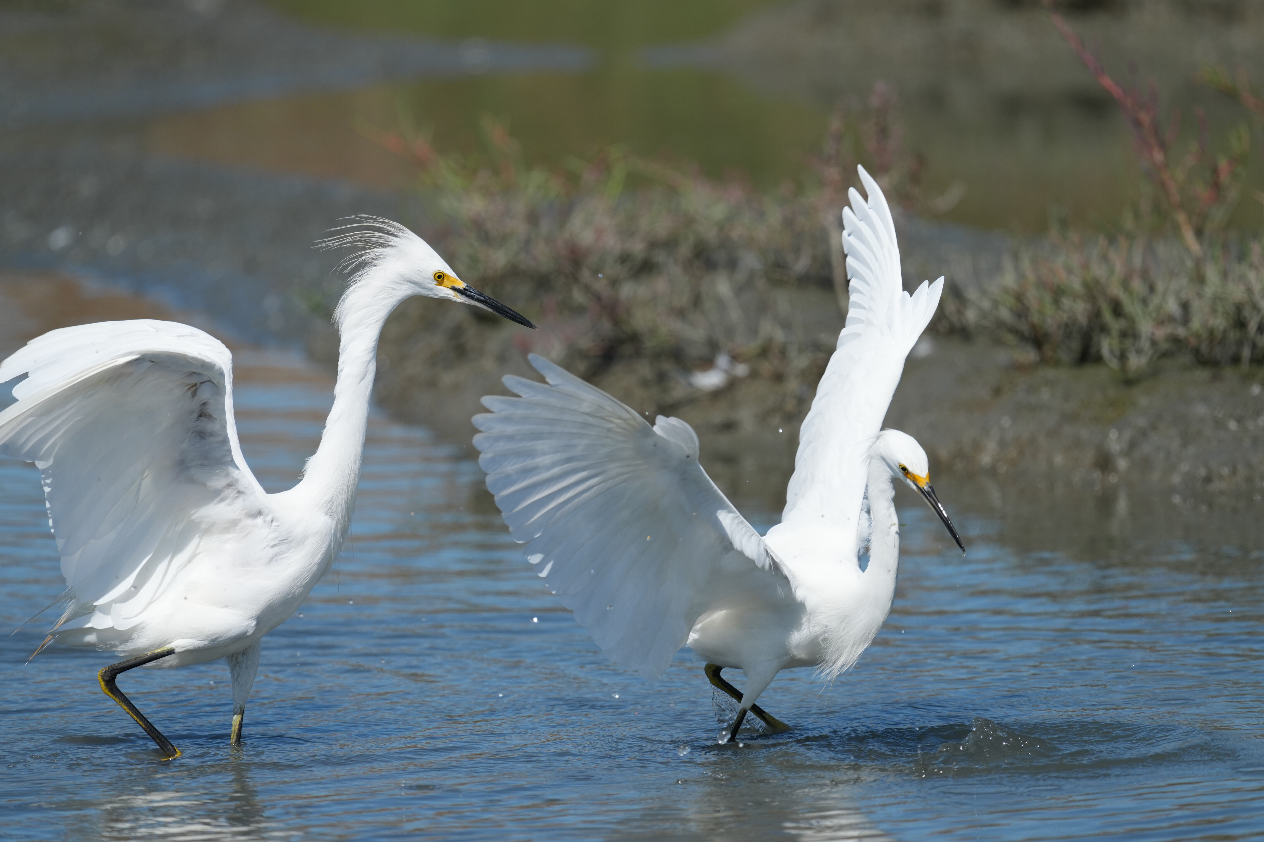 Redwood Shores Loop Trail