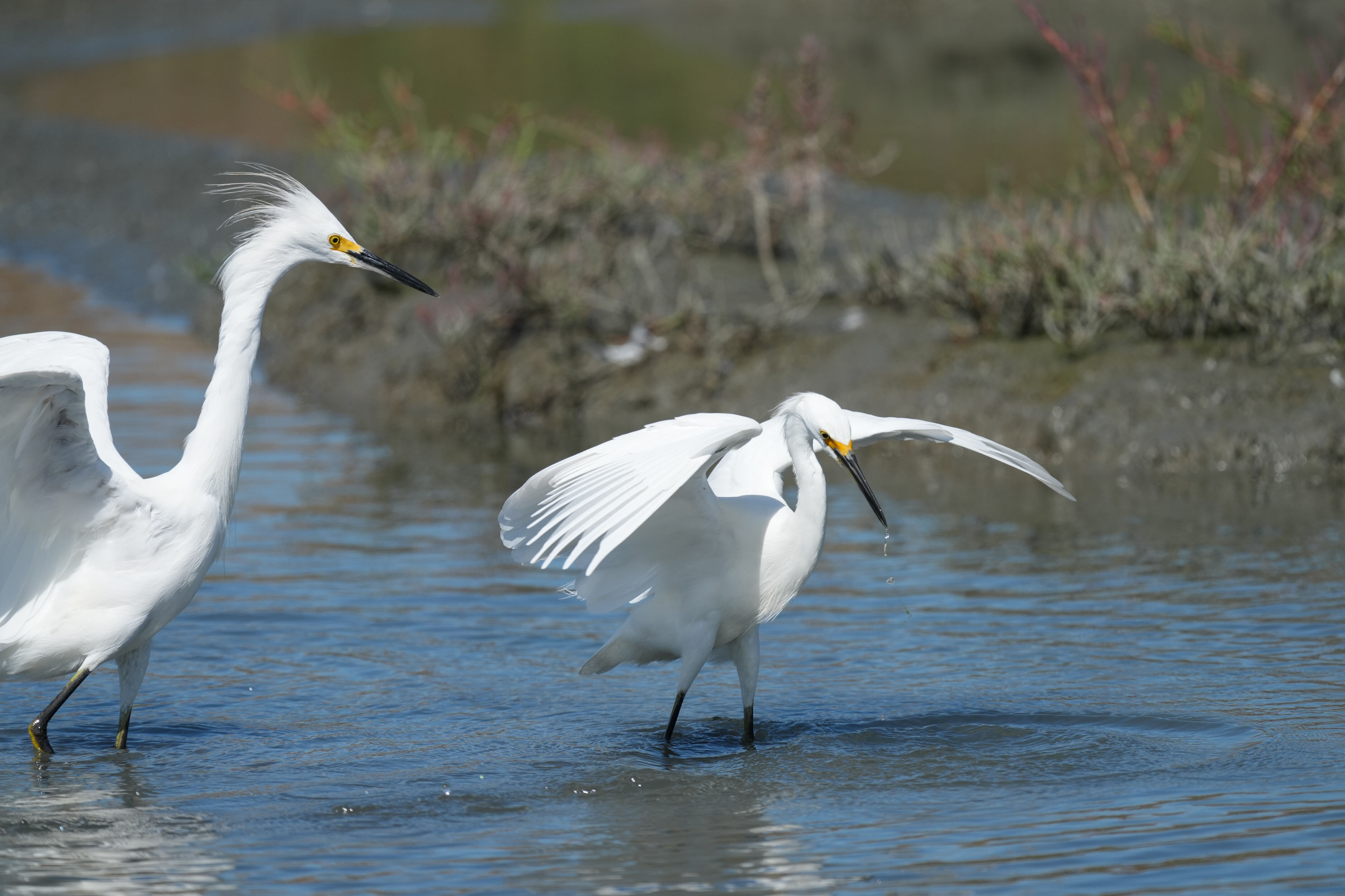 Redwood Shores Loop Trail