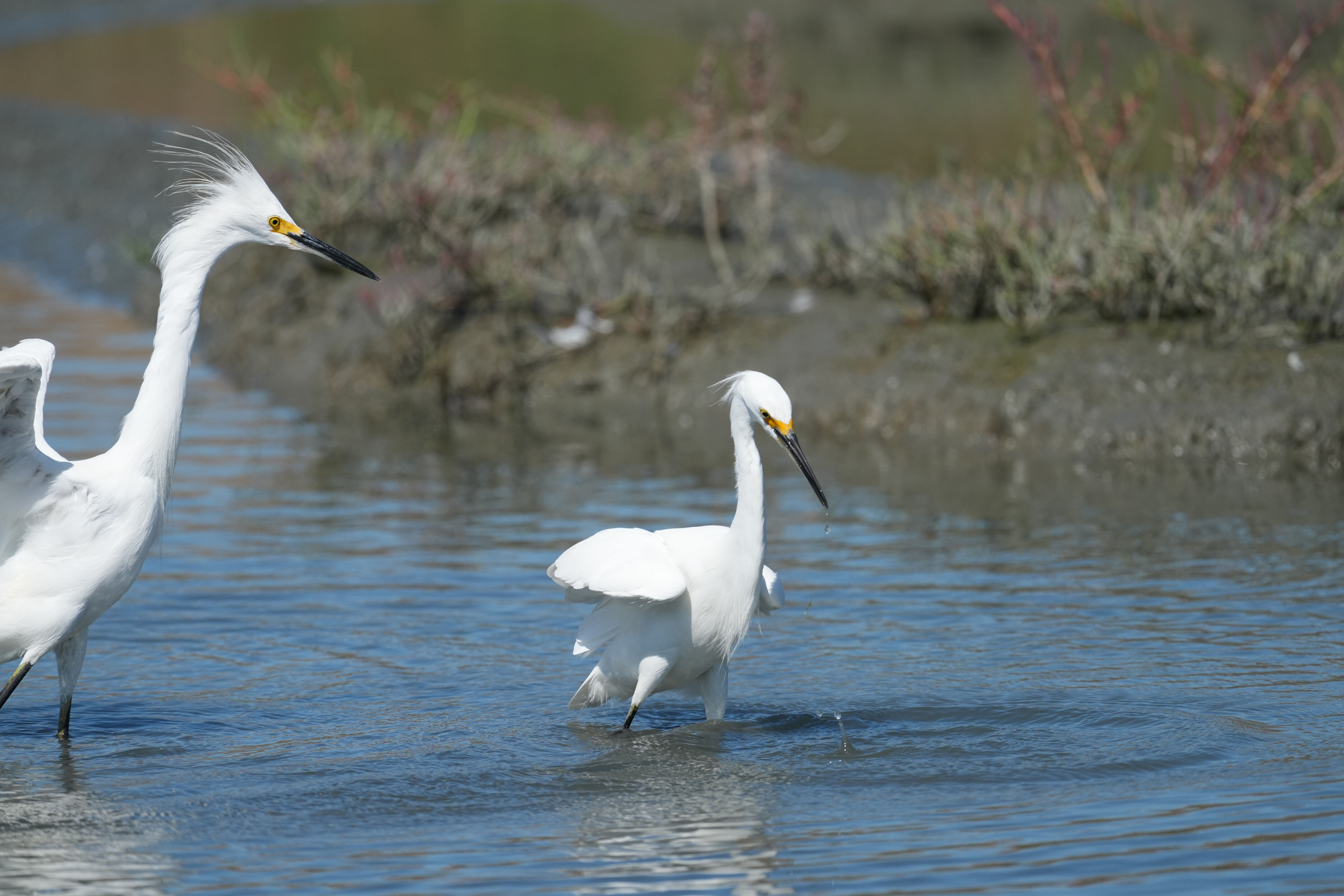 Redwood Shores Loop Trail