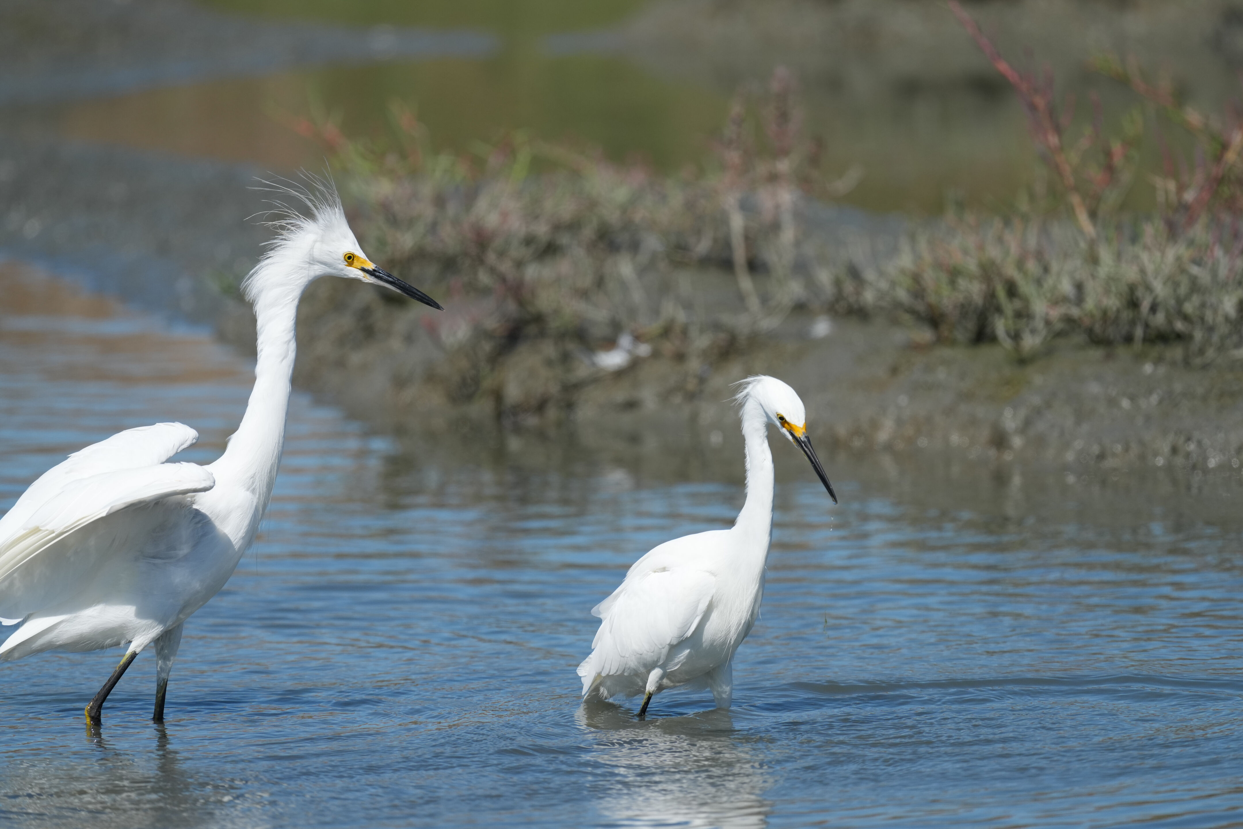 Redwood Shores Loop Trail