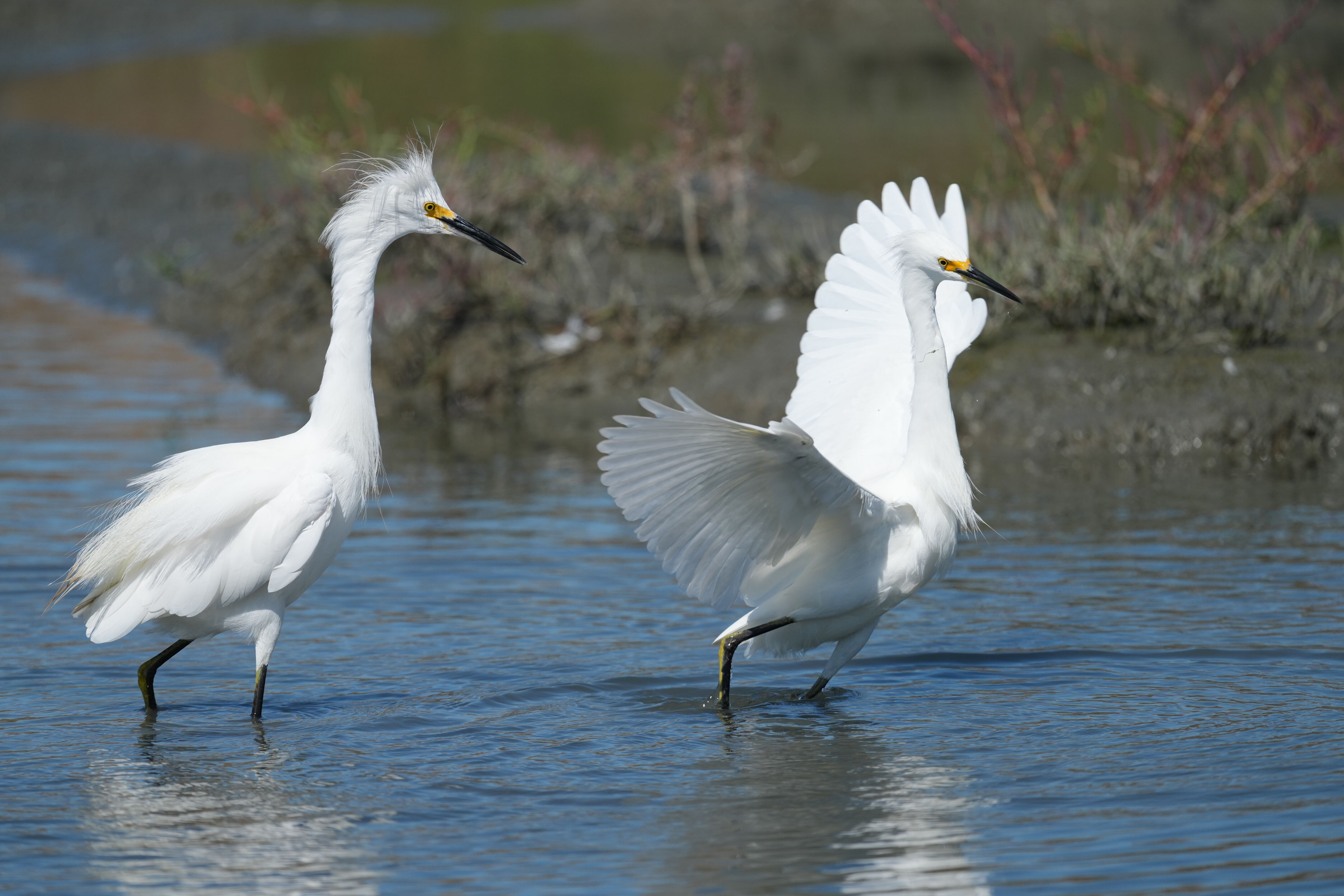 Redwood Shores Loop Trail