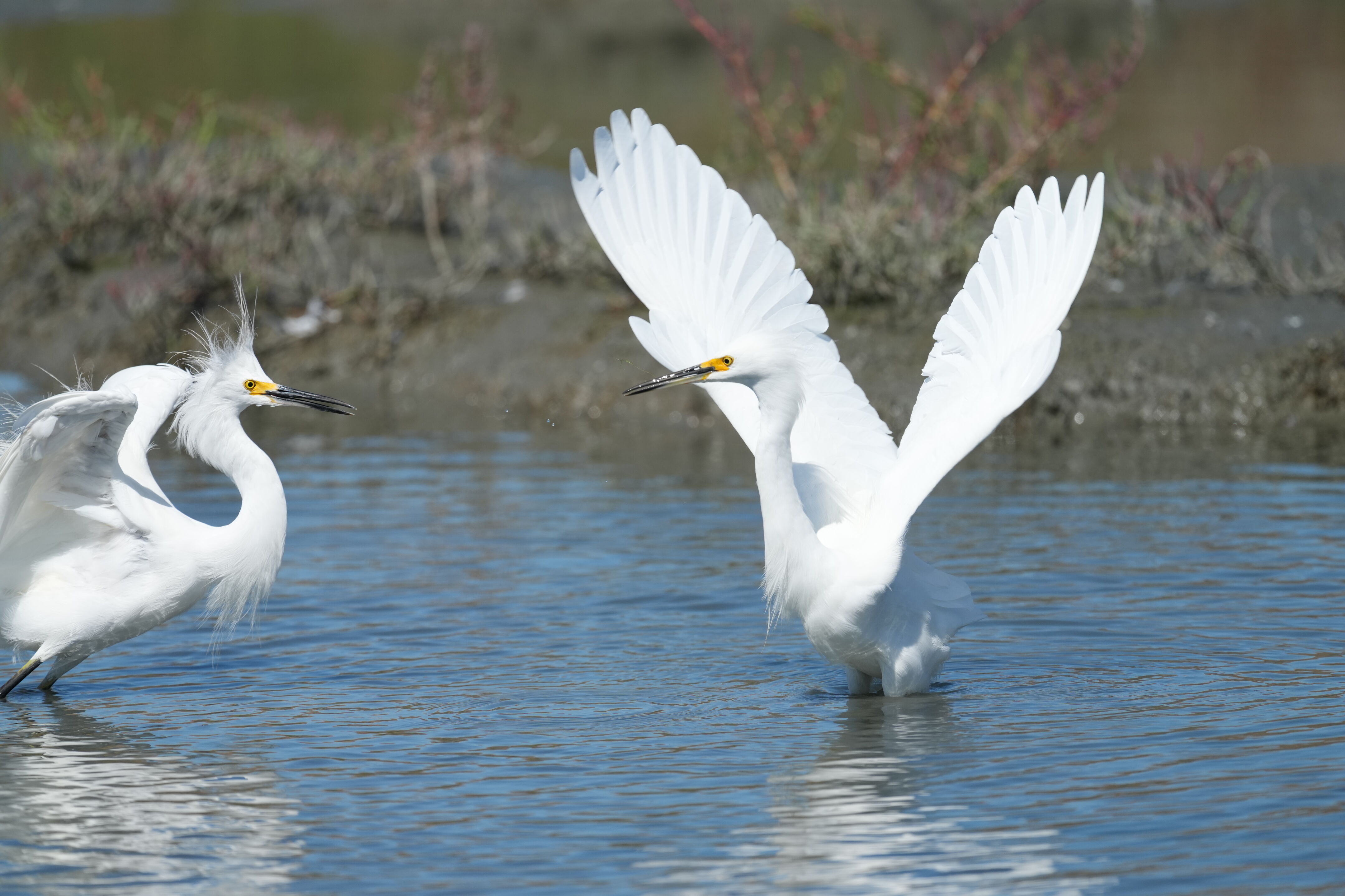 Redwood Shores Loop Trail