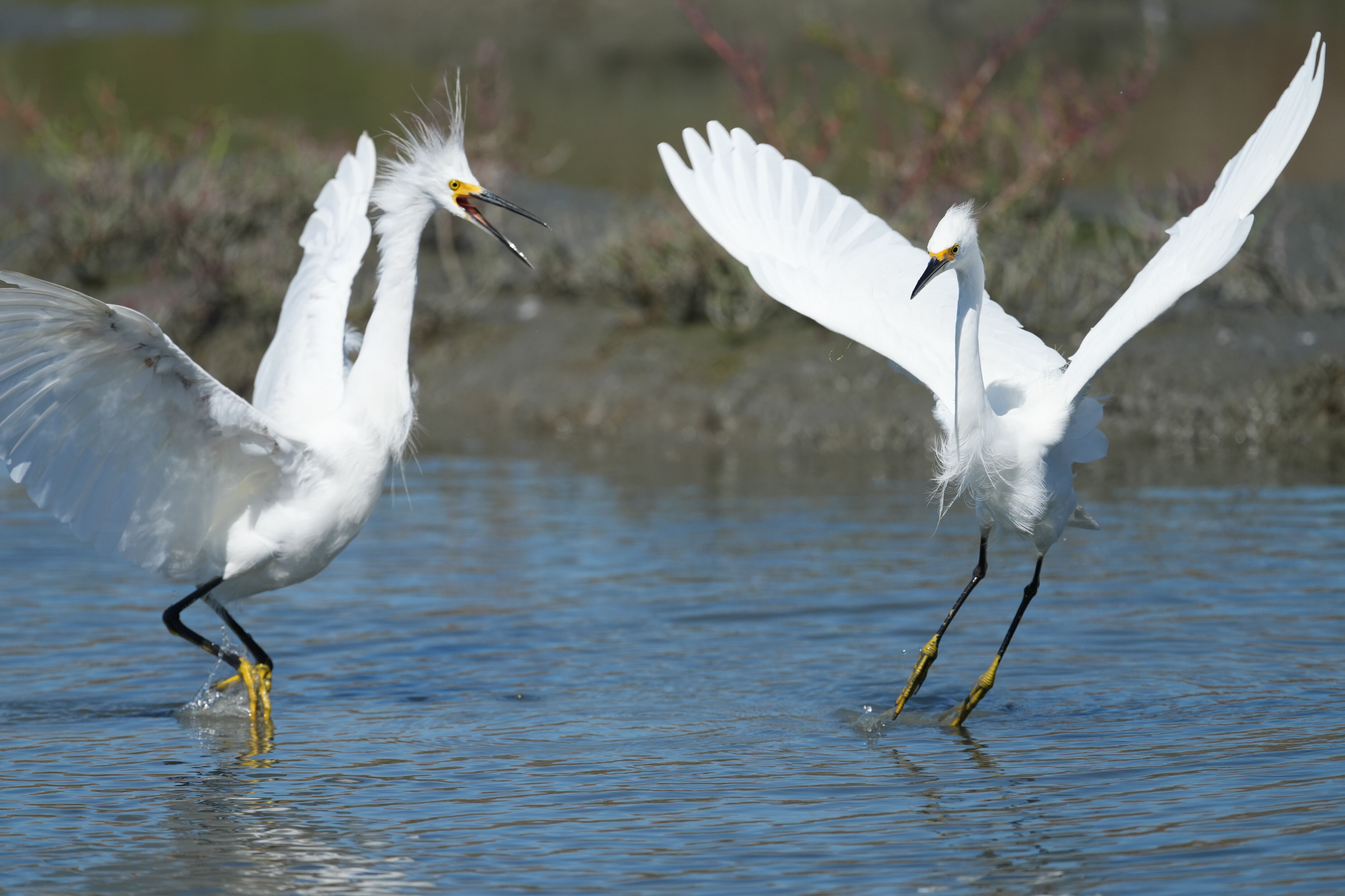Redwood Shores Loop Trail