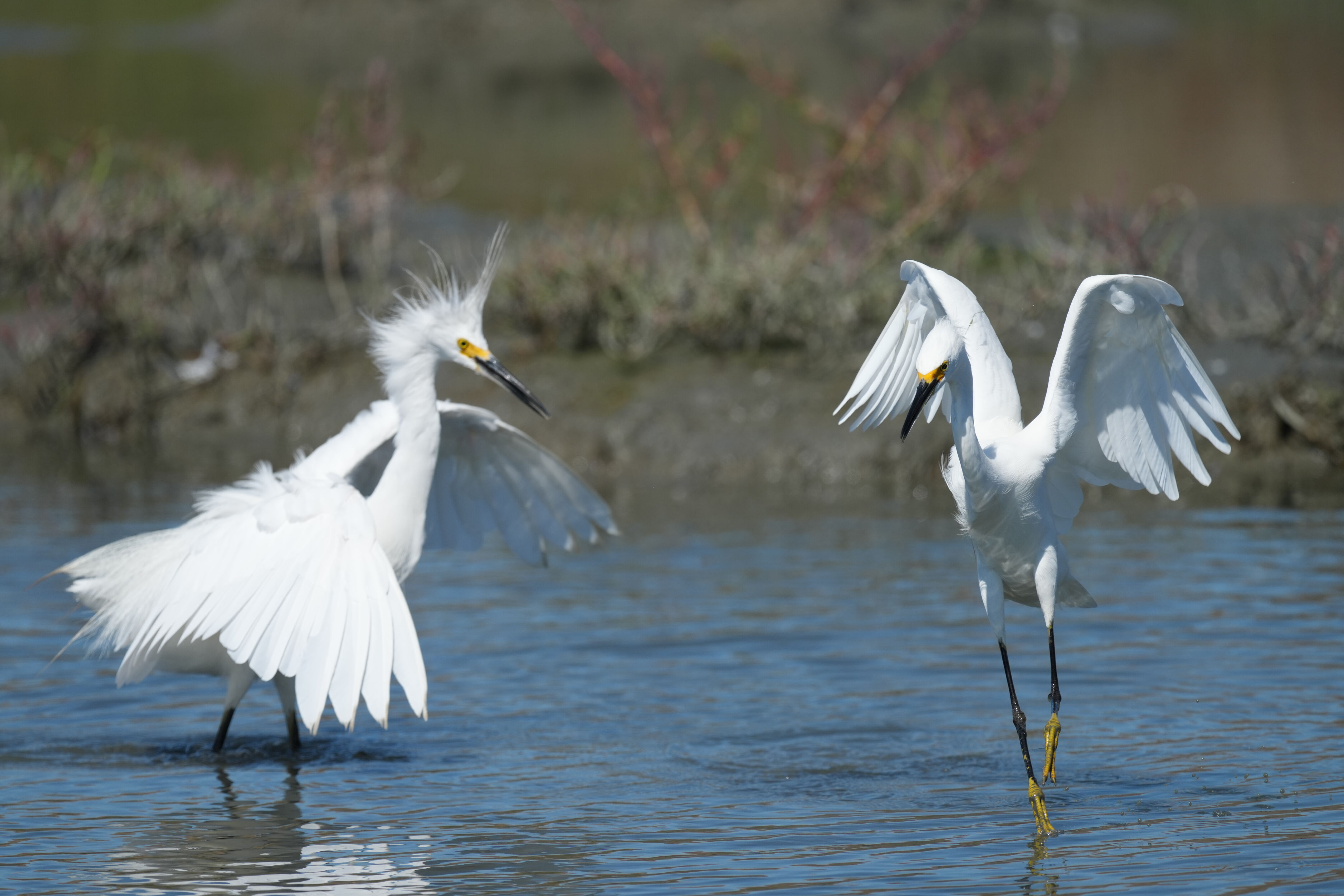 Redwood Shores Loop Trail