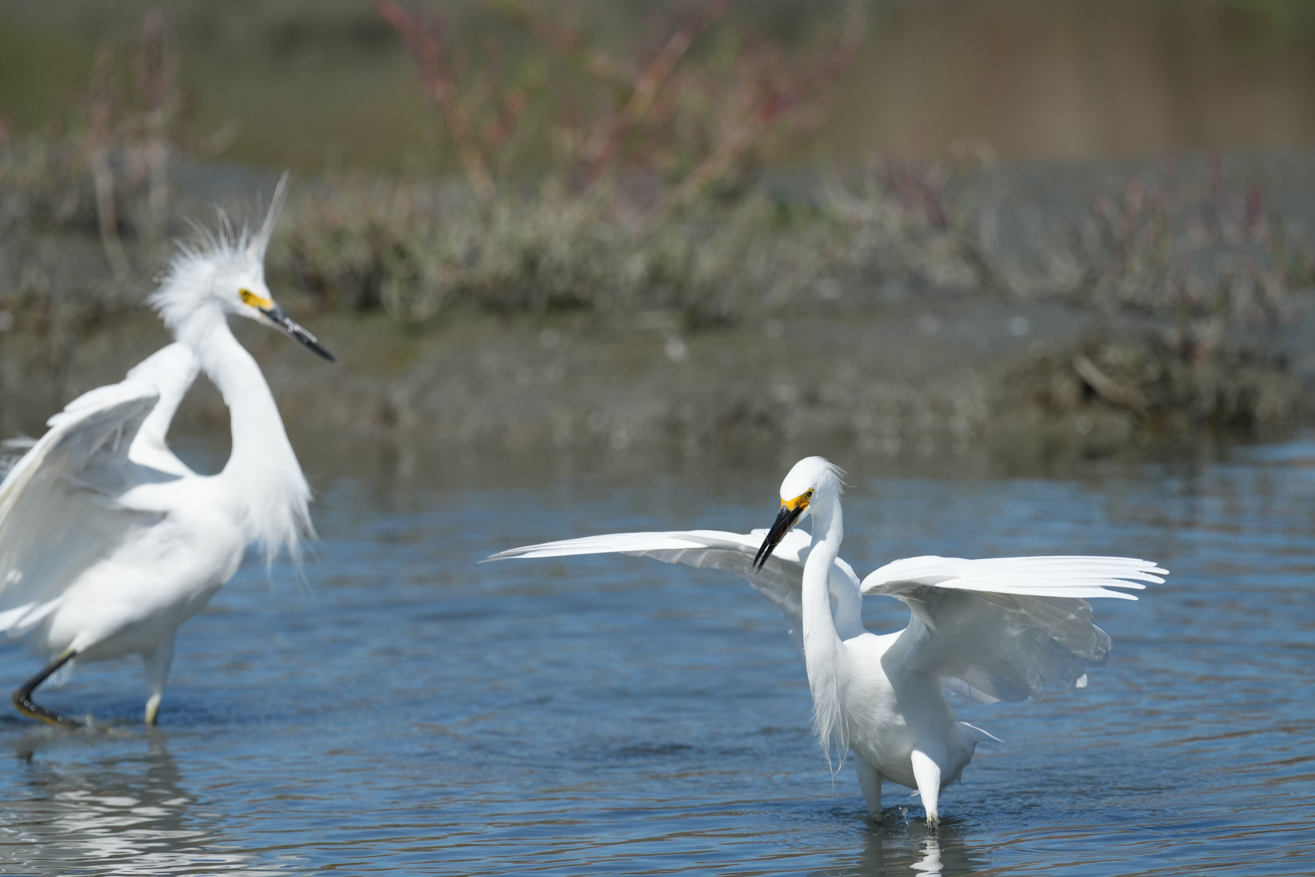 Redwood Shores Loop Trail