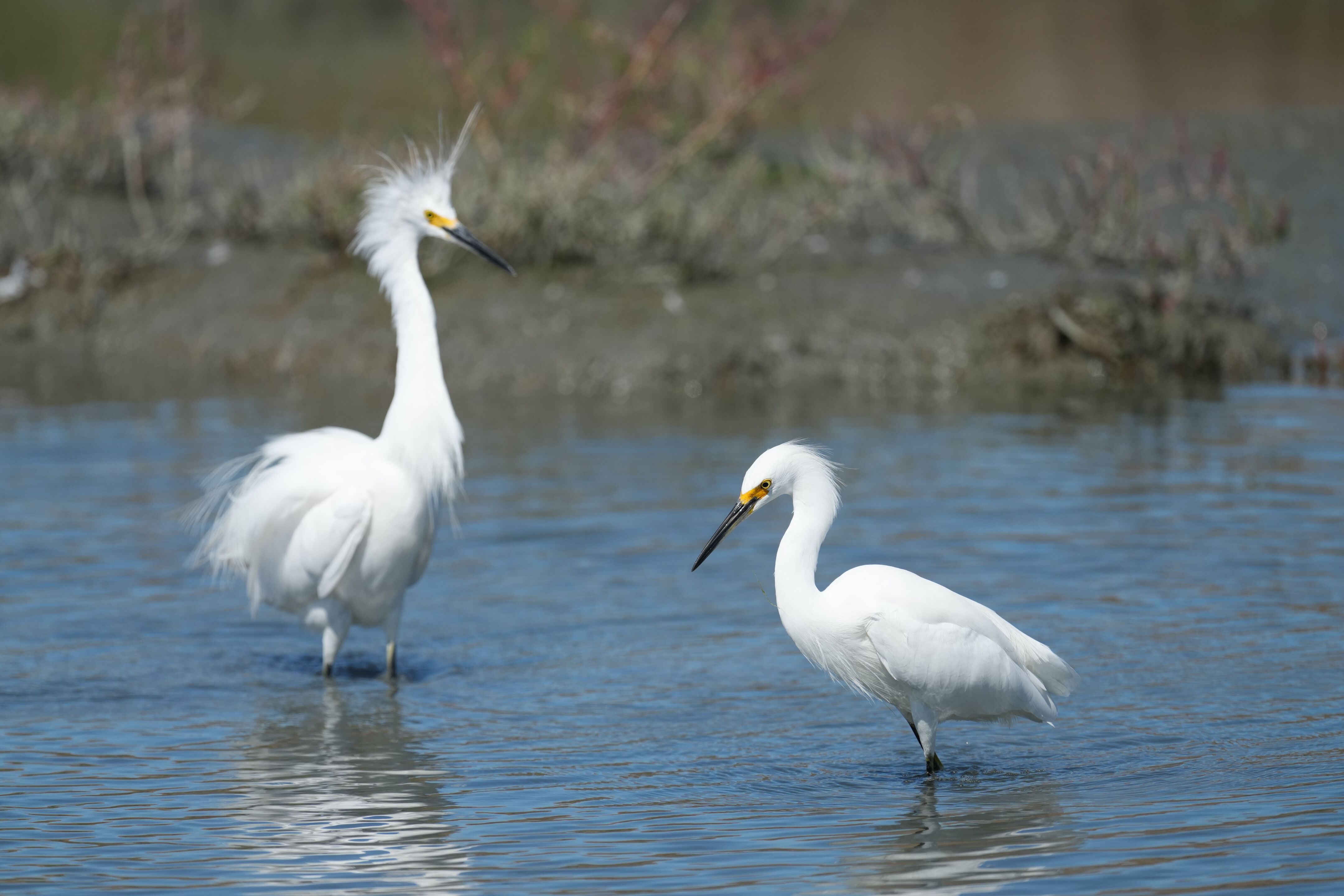 Redwood Shores Loop Trail