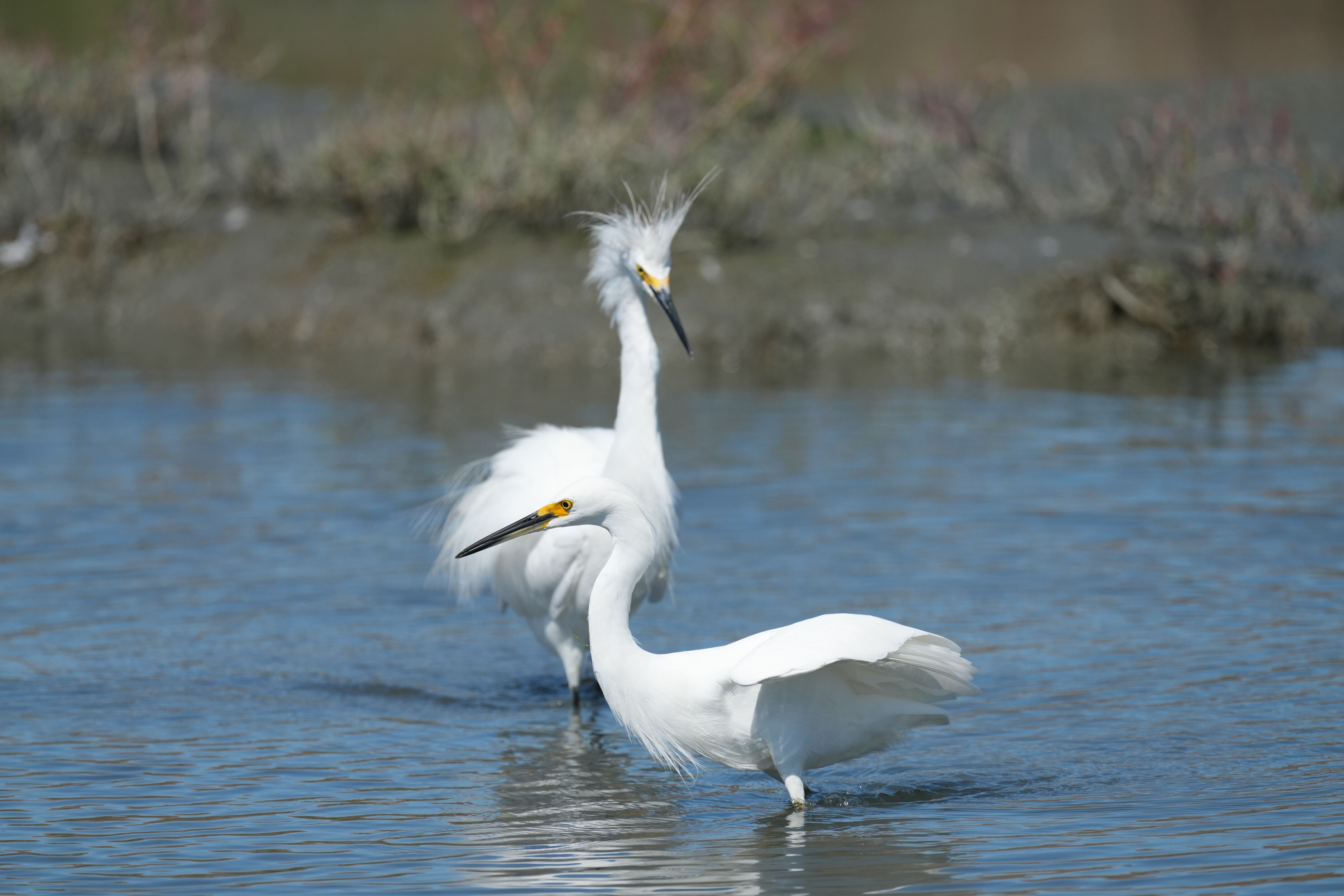 Redwood Shores Loop Trail