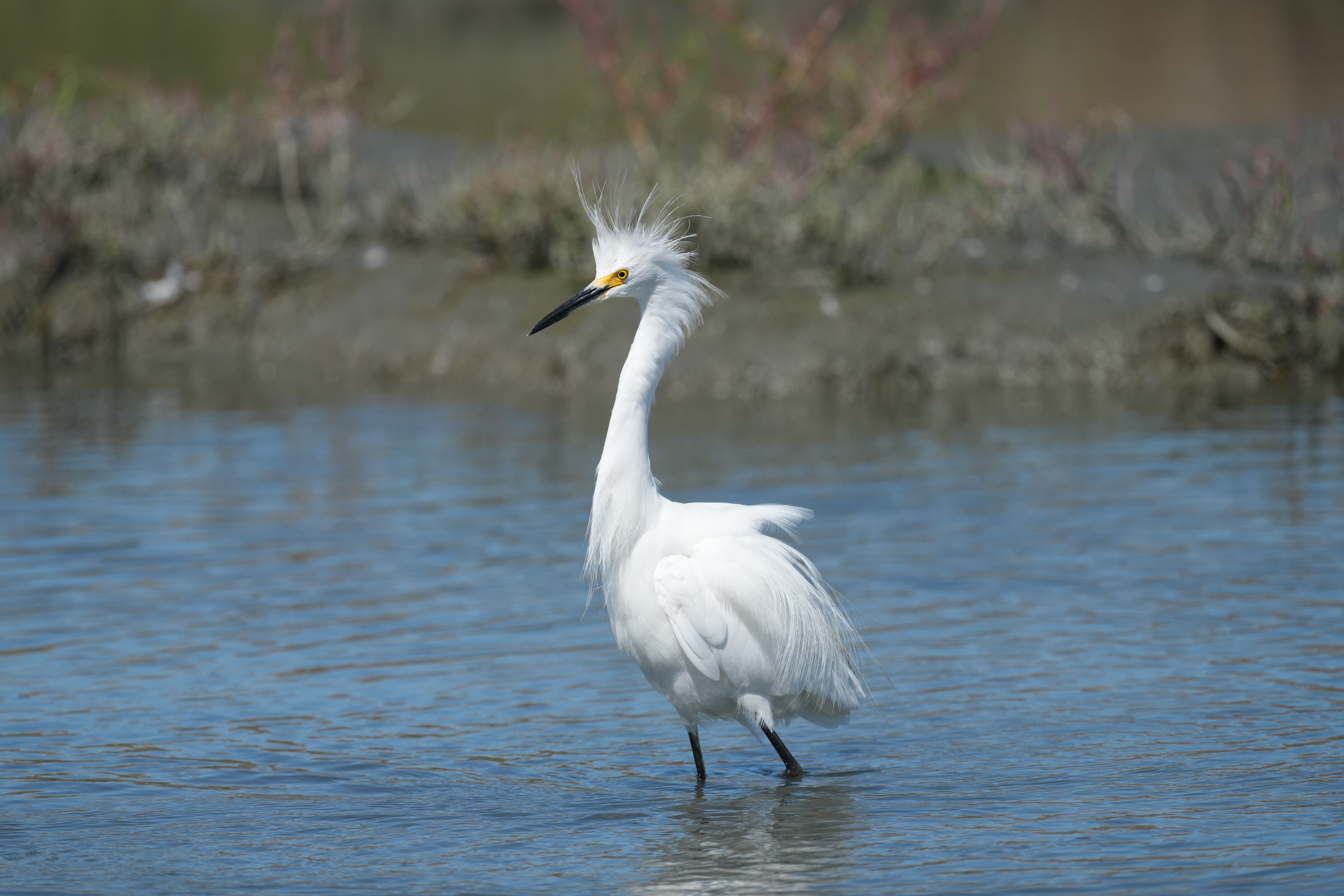Redwood Shores Loop Trail
