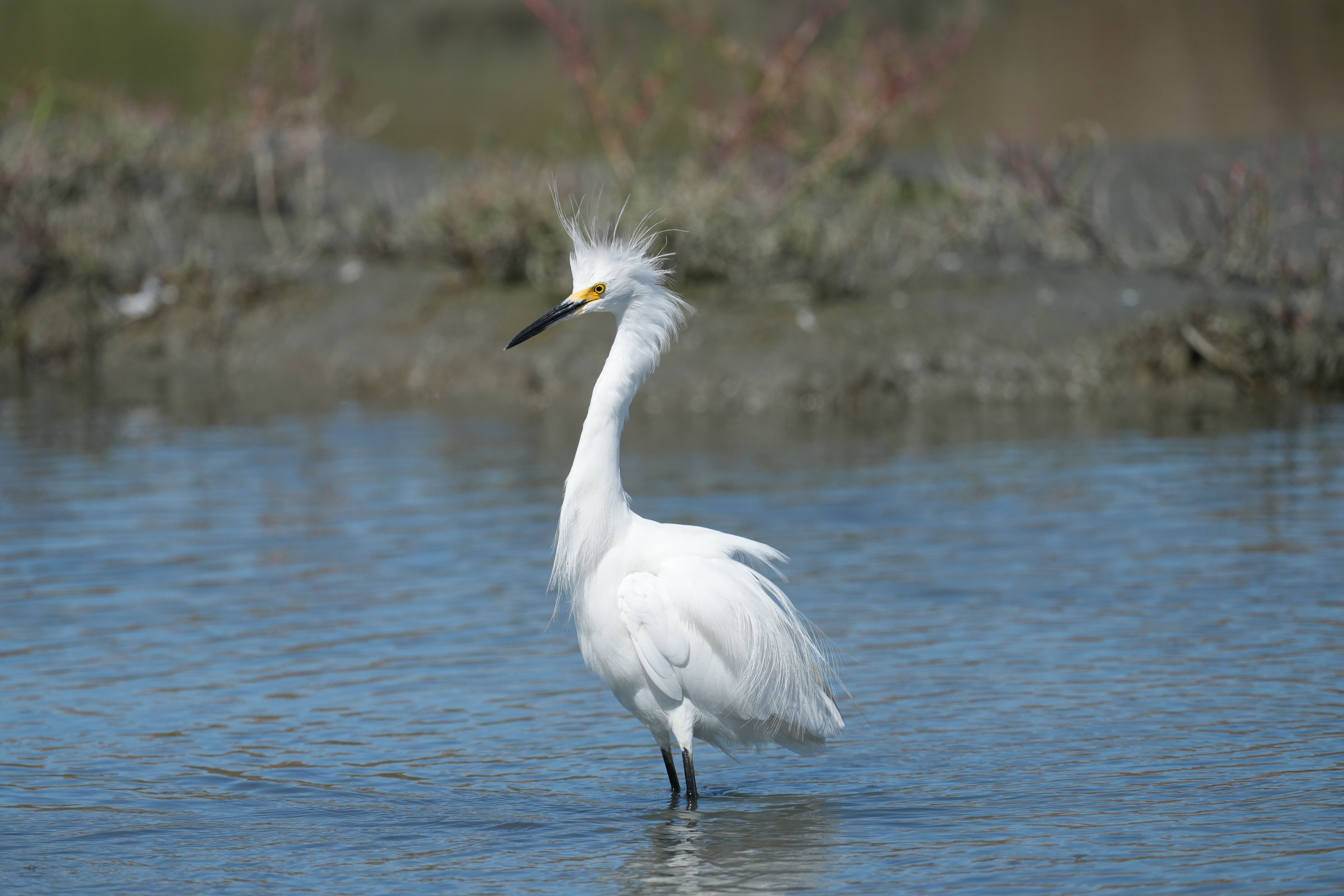 Redwood Shores Loop Trail