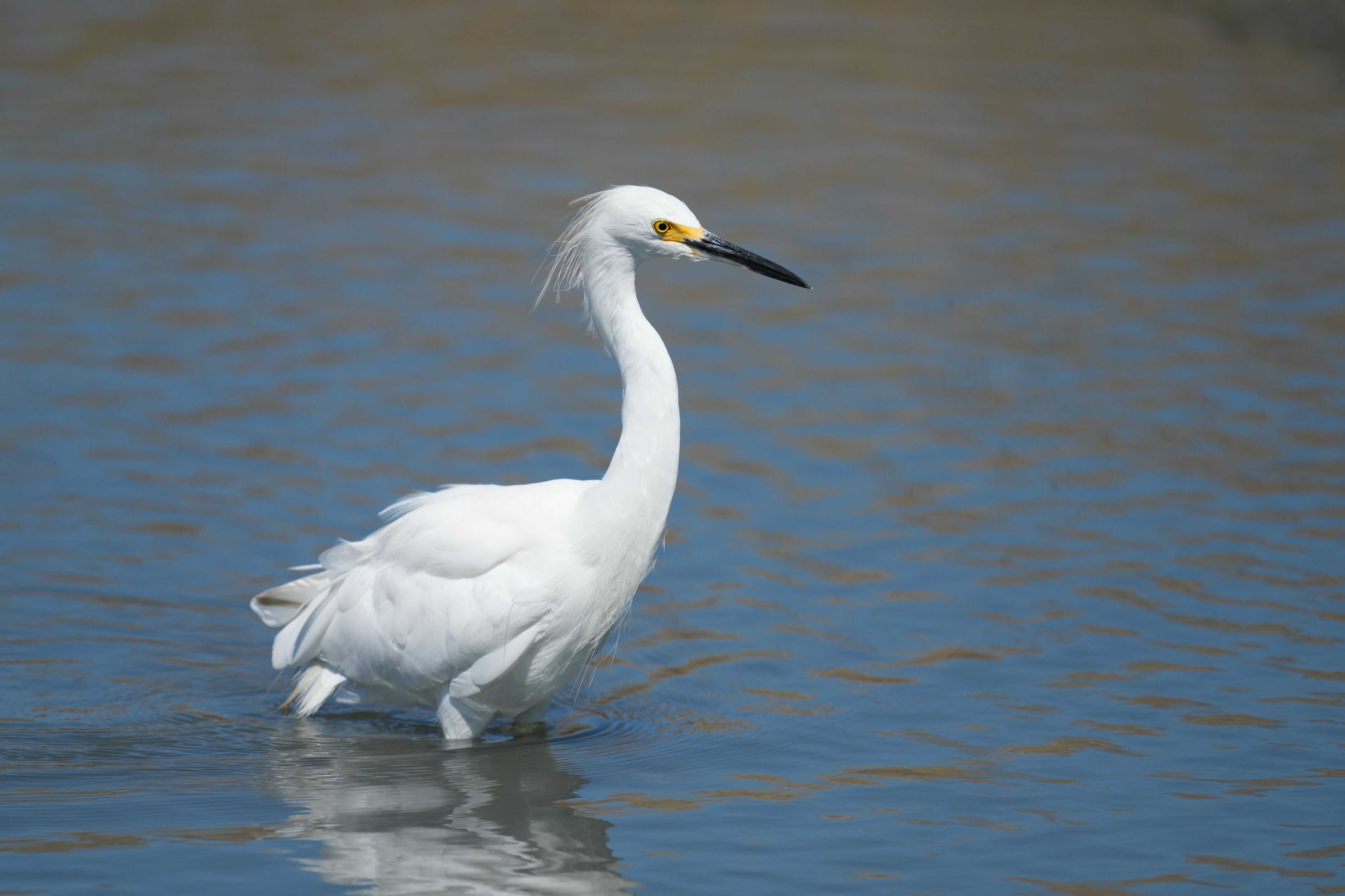 Redwood Shores Loop Trail