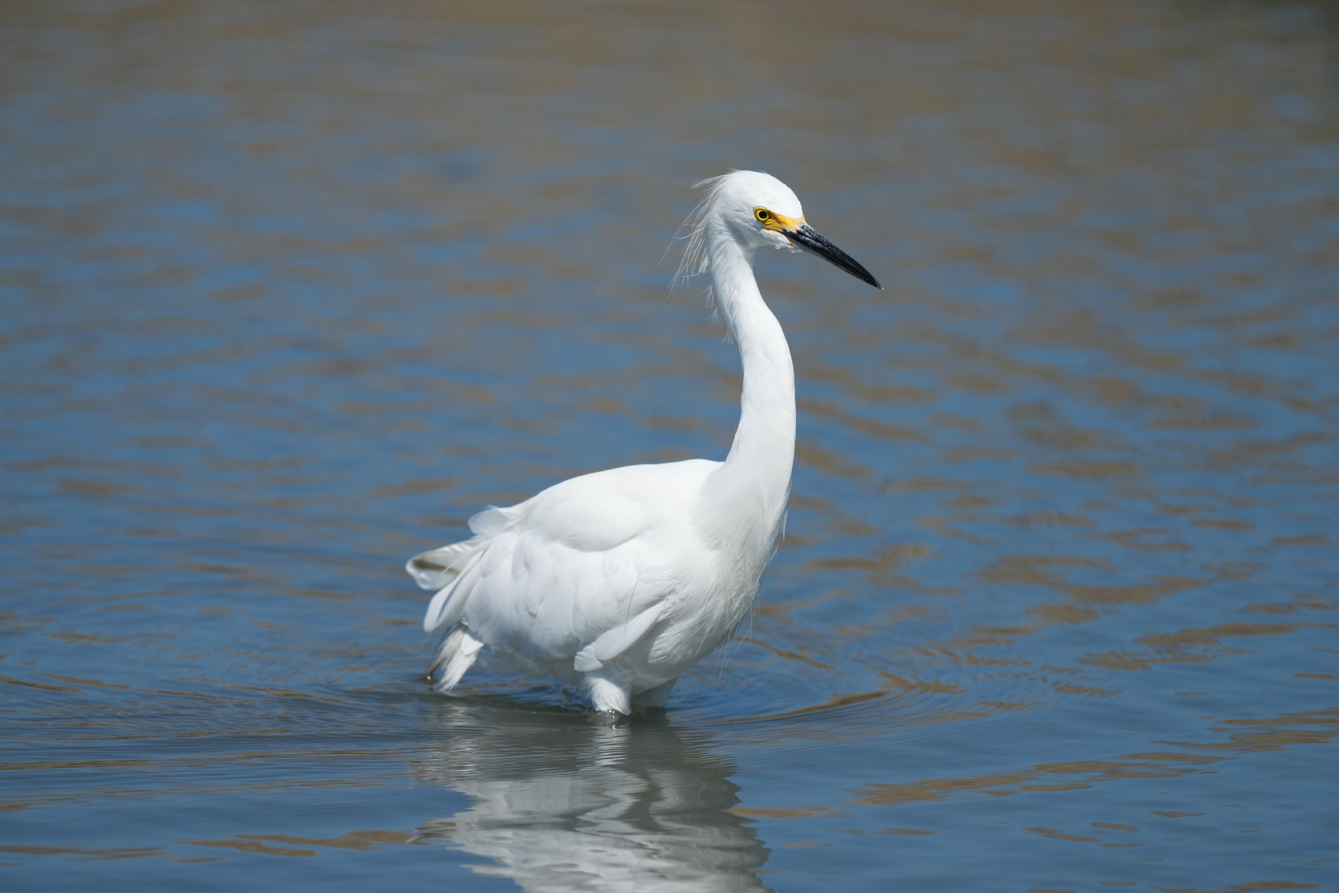Redwood Shores Loop Trail