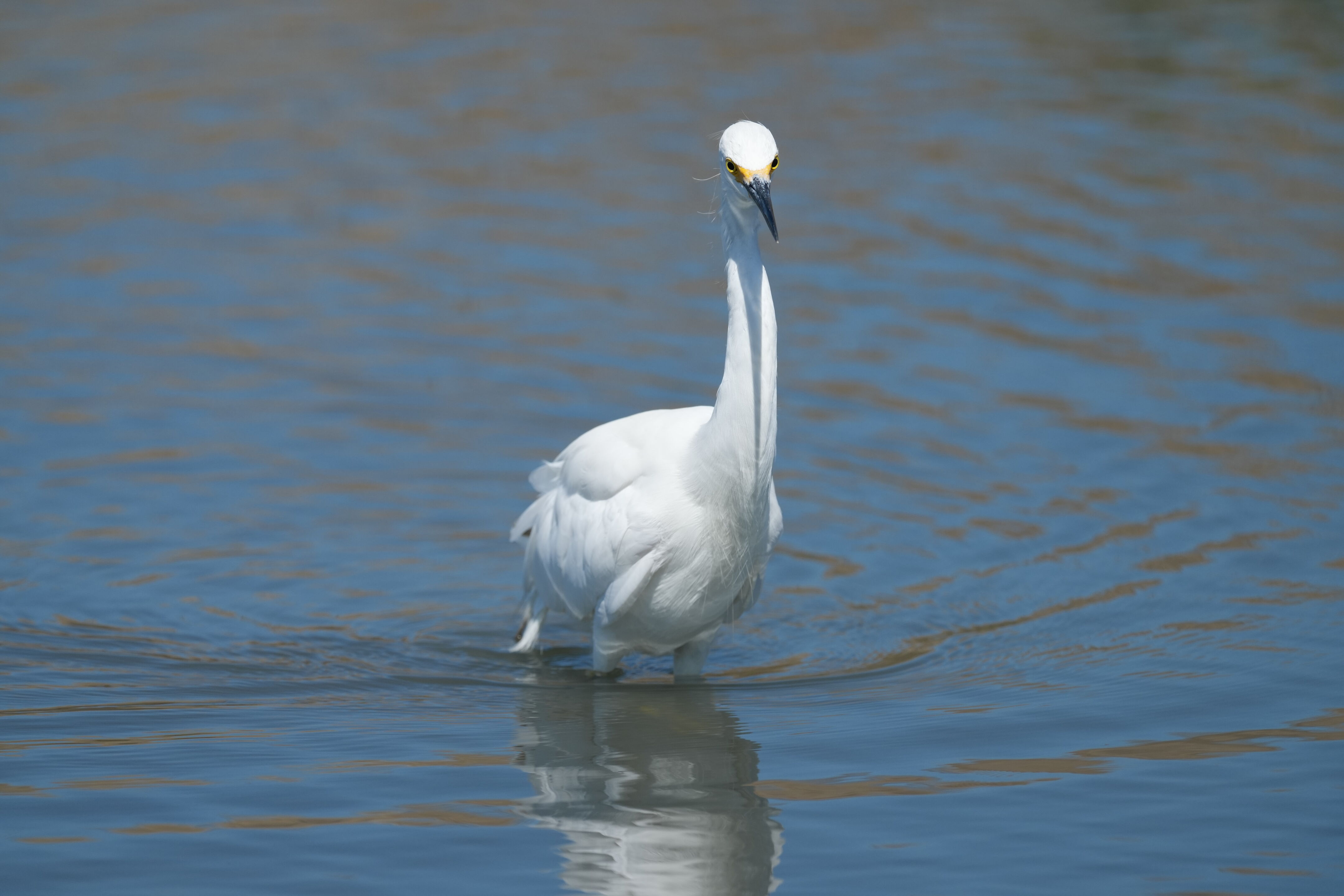 Redwood Shores Loop Trail