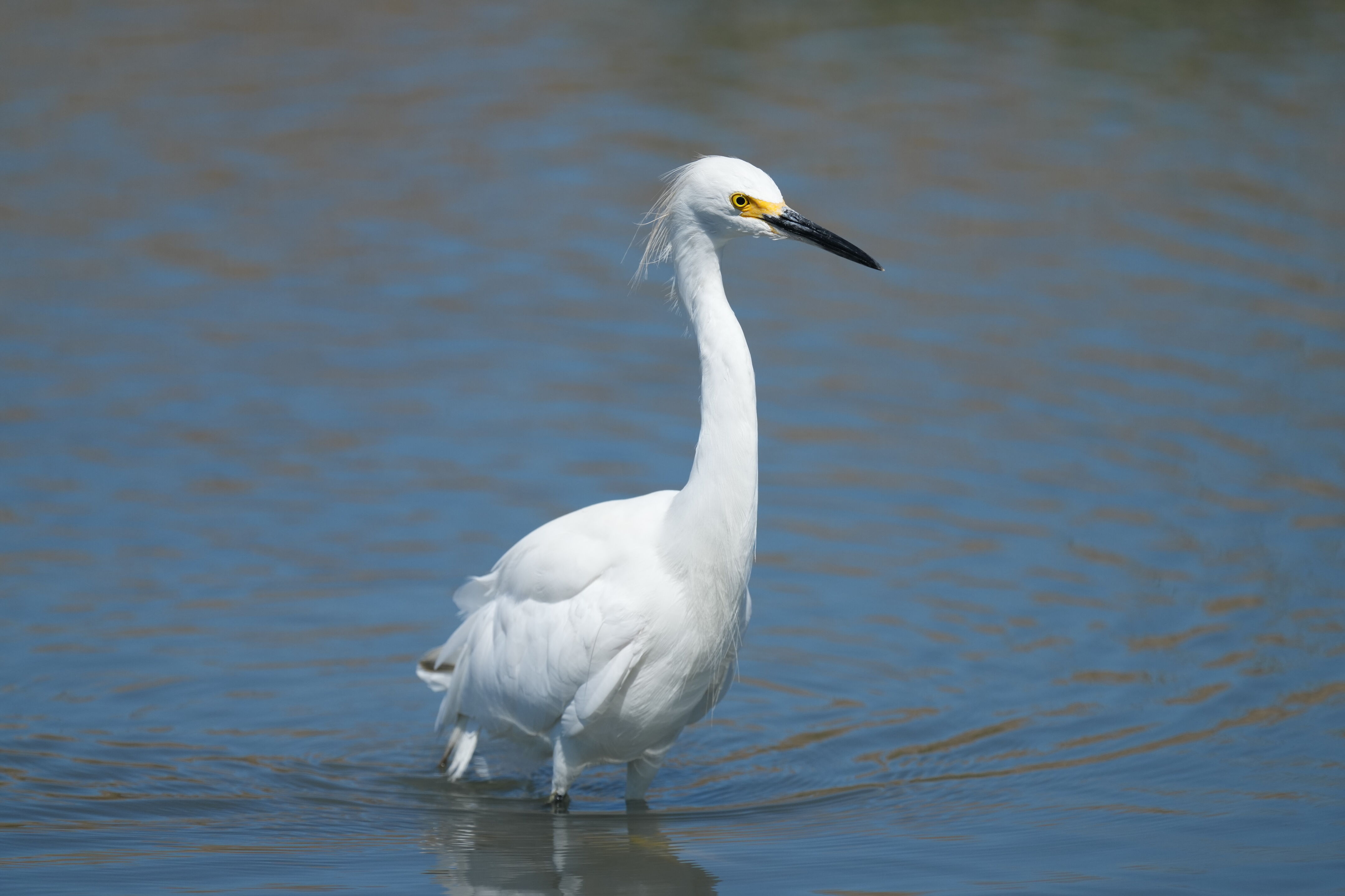 Redwood Shores Loop Trail