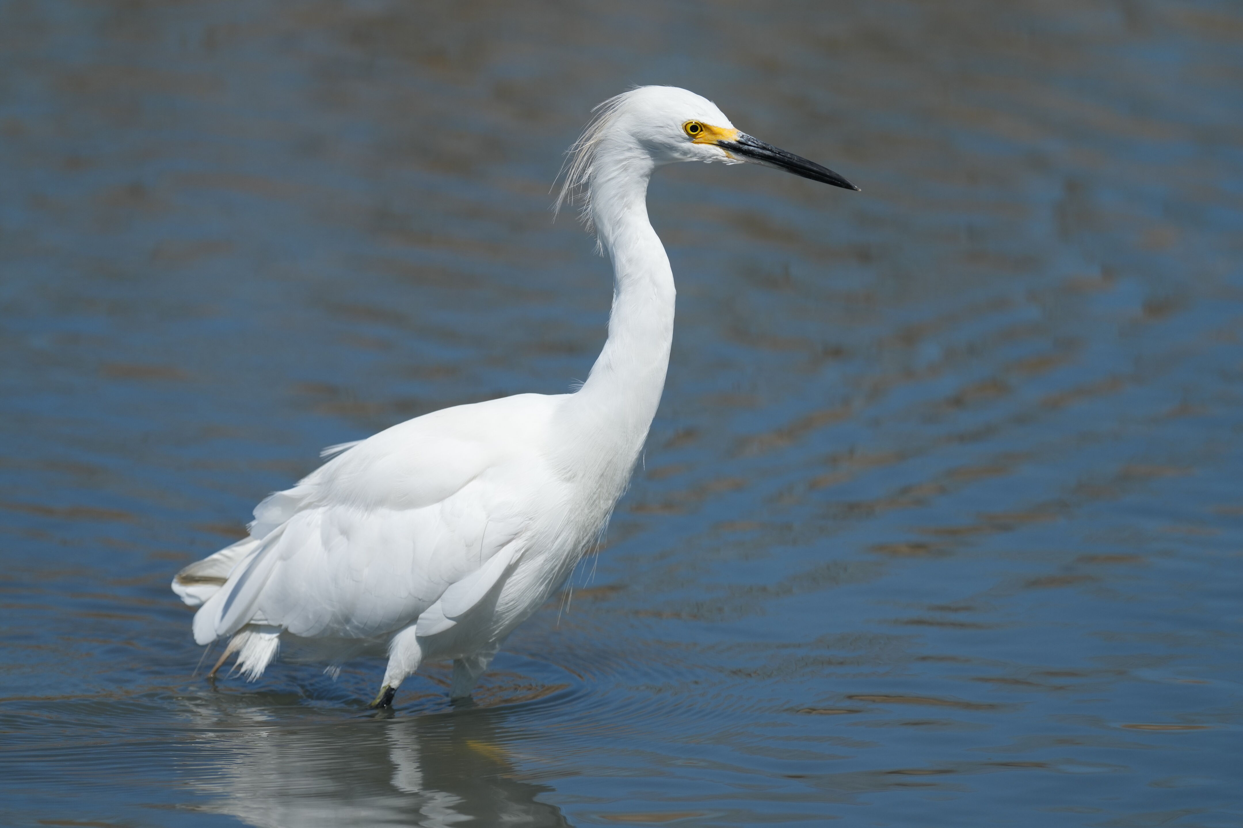 Redwood Shores Loop Trail