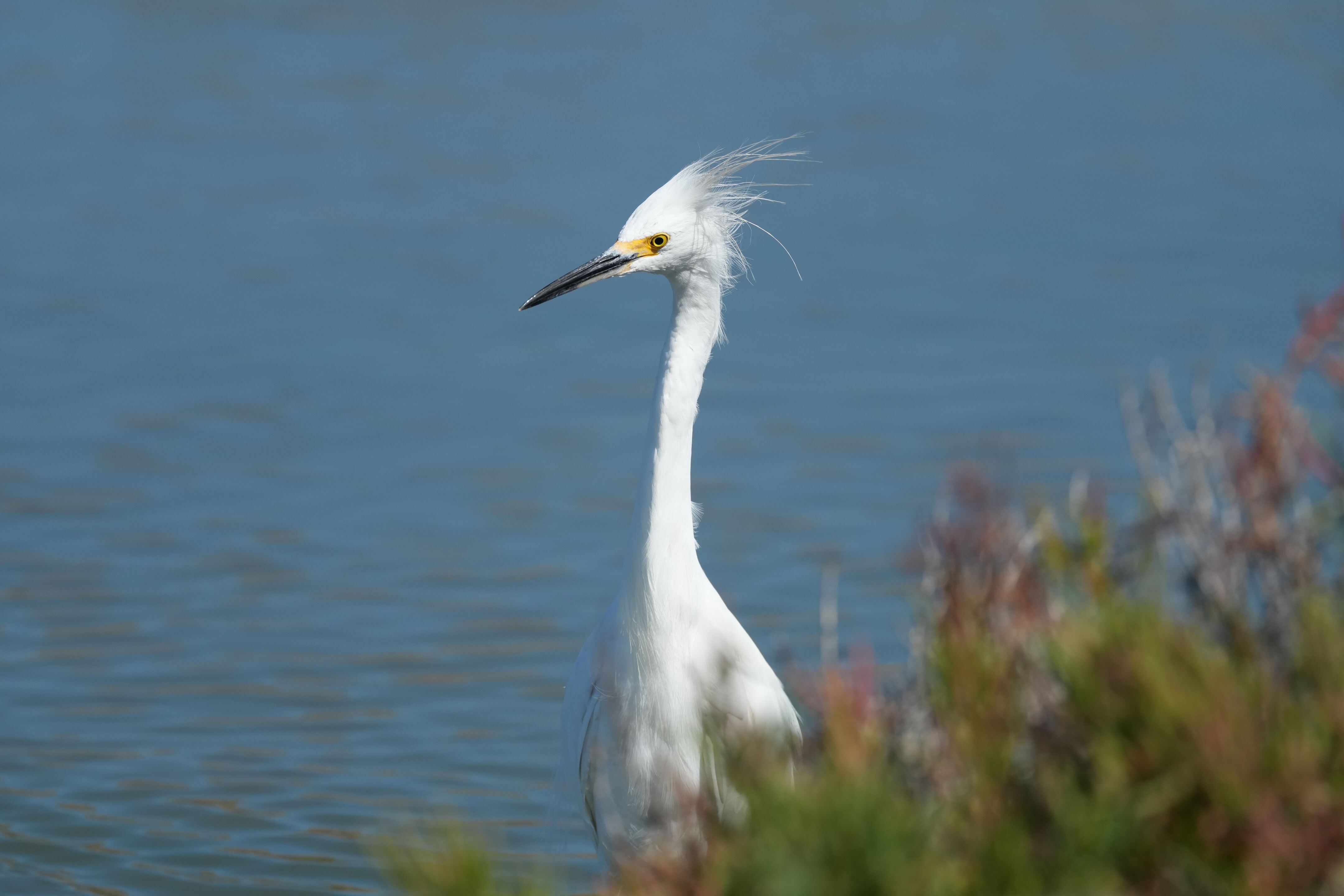 Redwood Shores Loop Trail