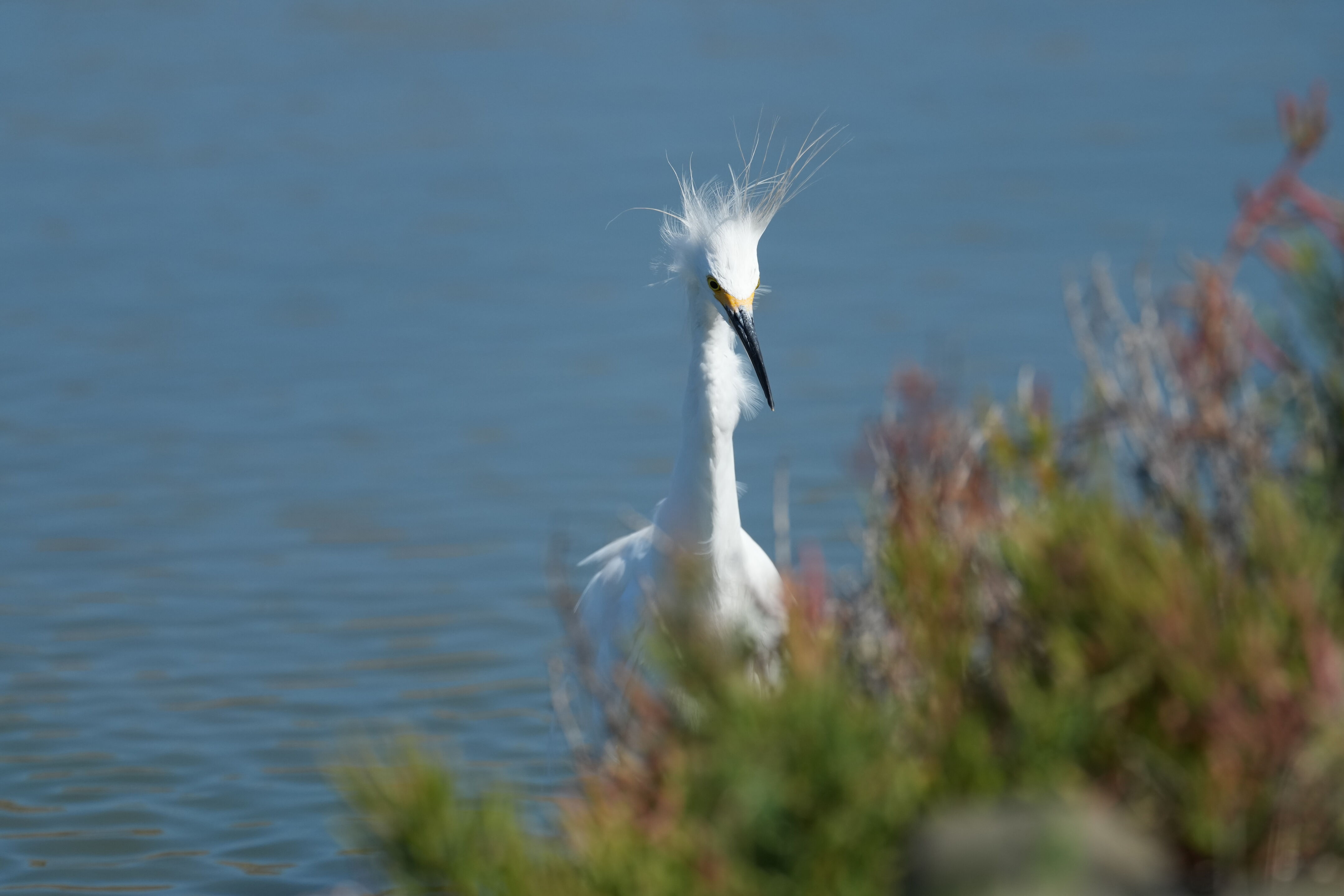 Redwood Shores Loop Trail