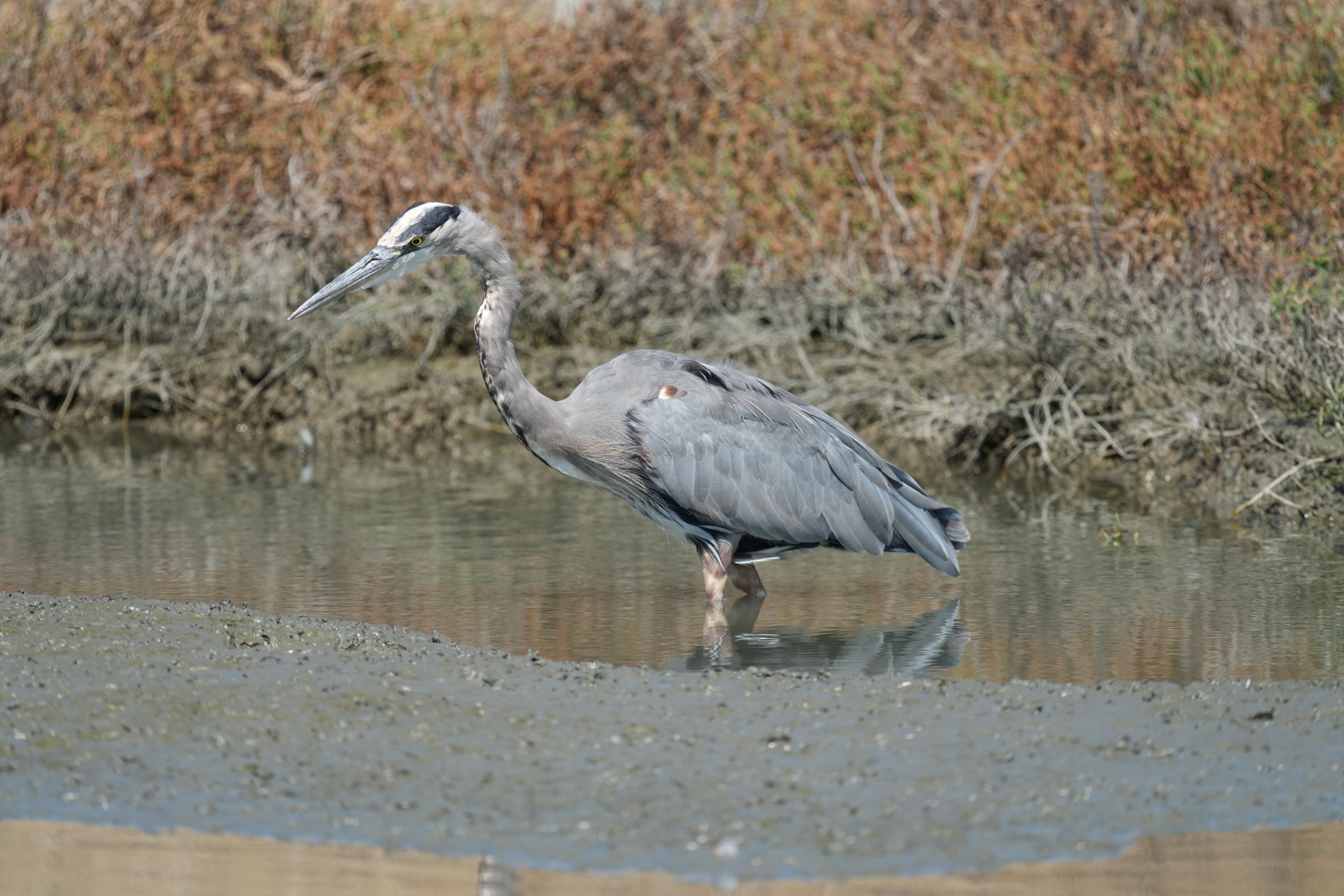 Redwood Shores Loop Trail