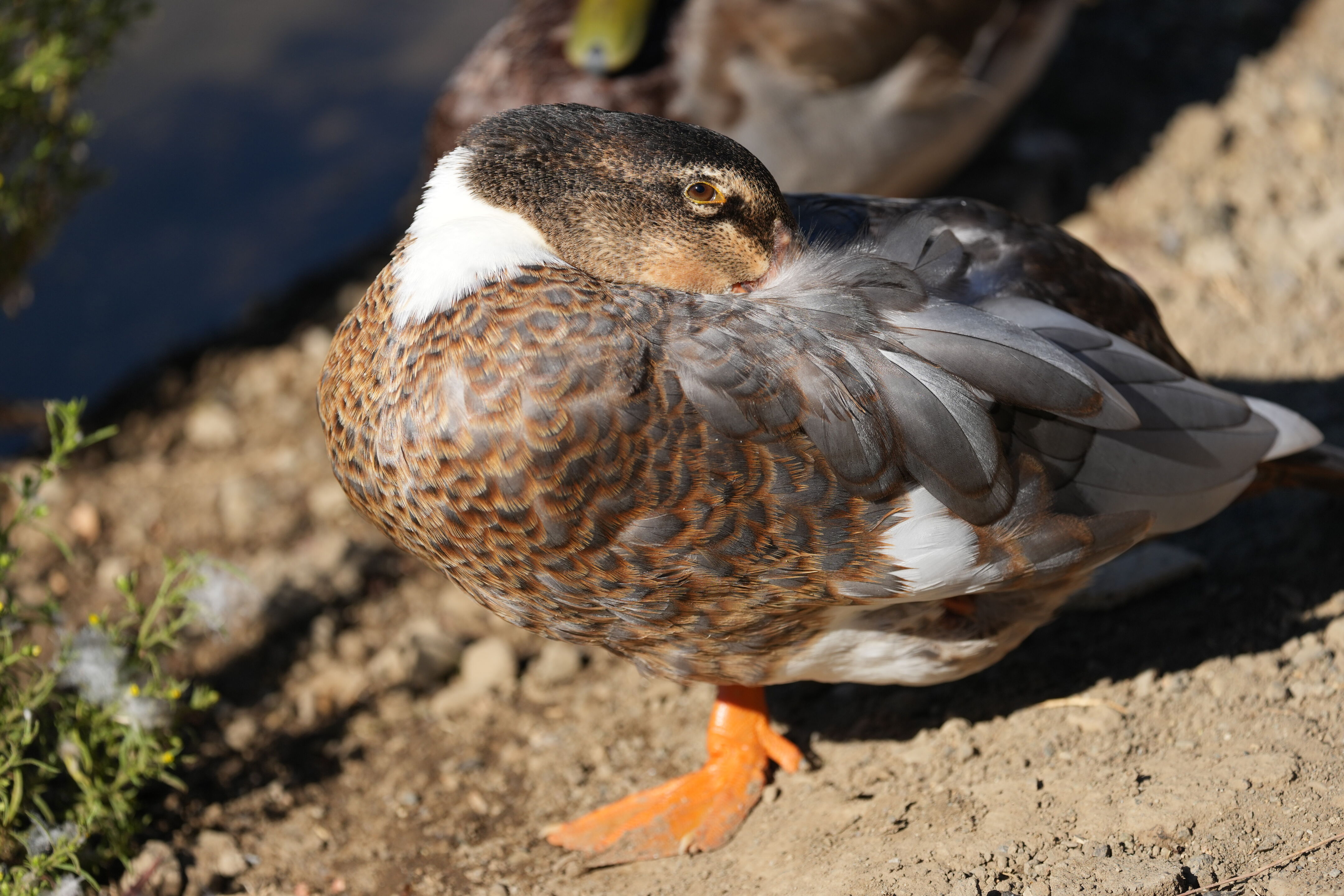 Penitencia Creek County Park