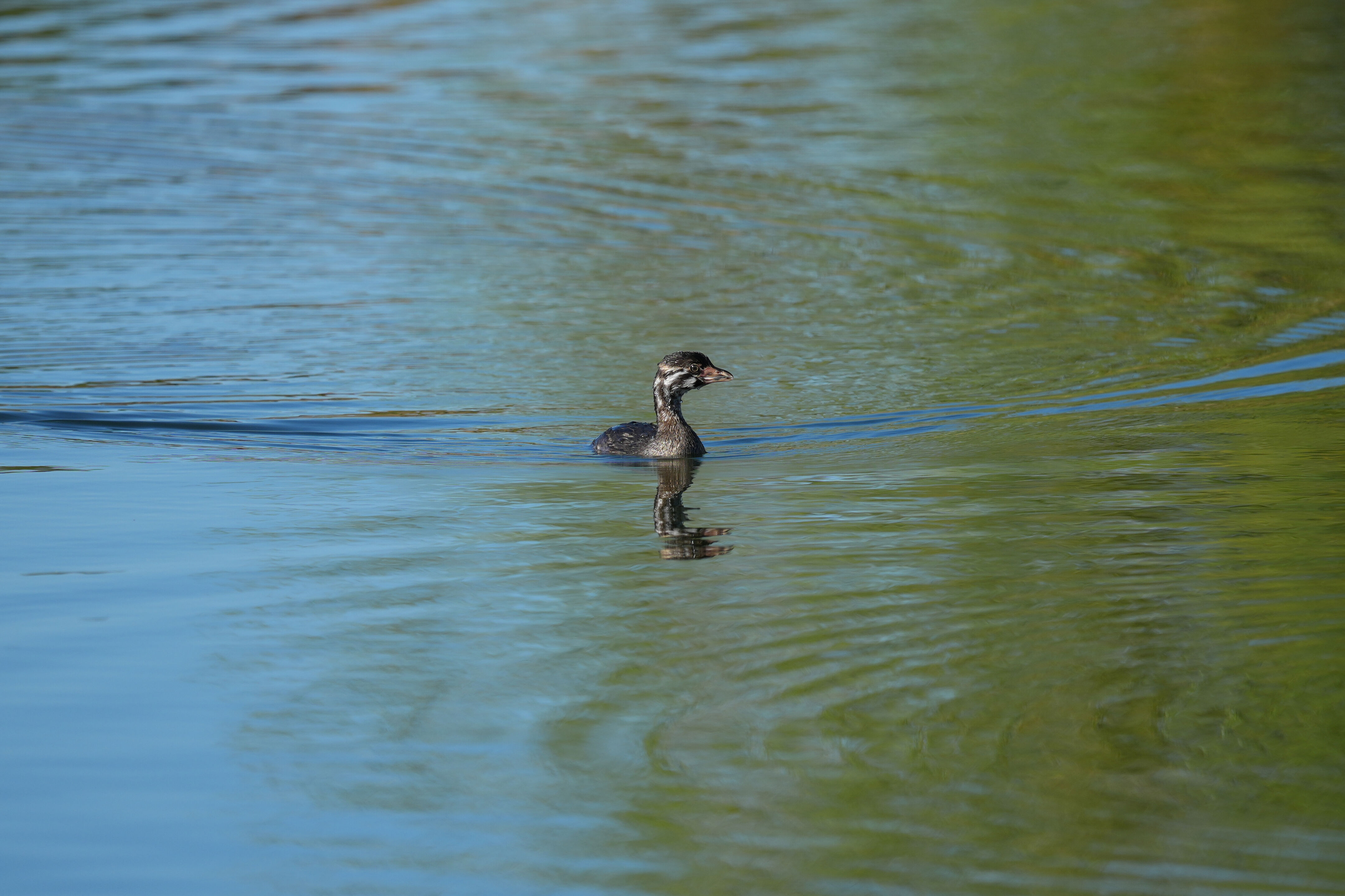 Penitencia Creek County Park