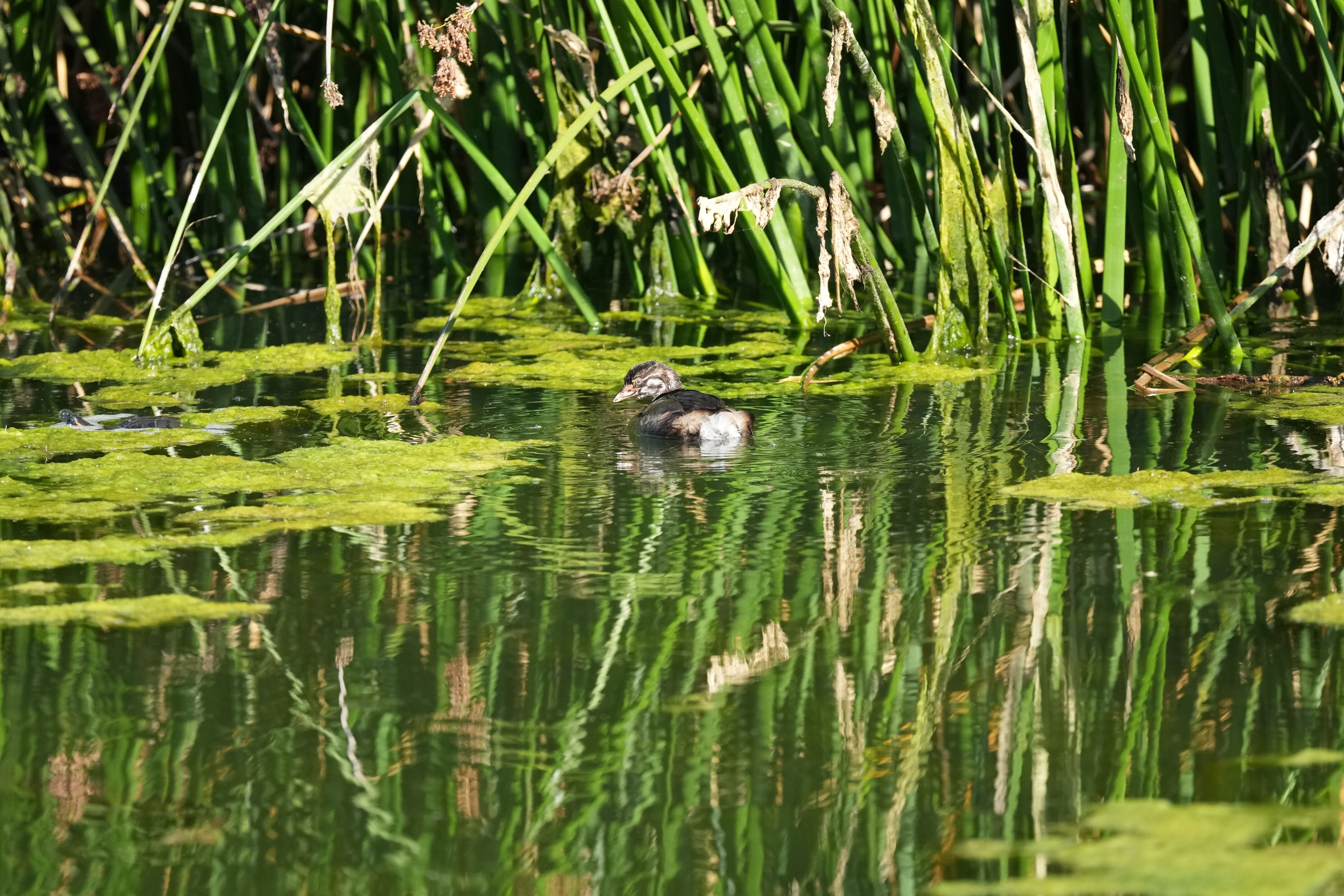 Penitencia Creek County Park