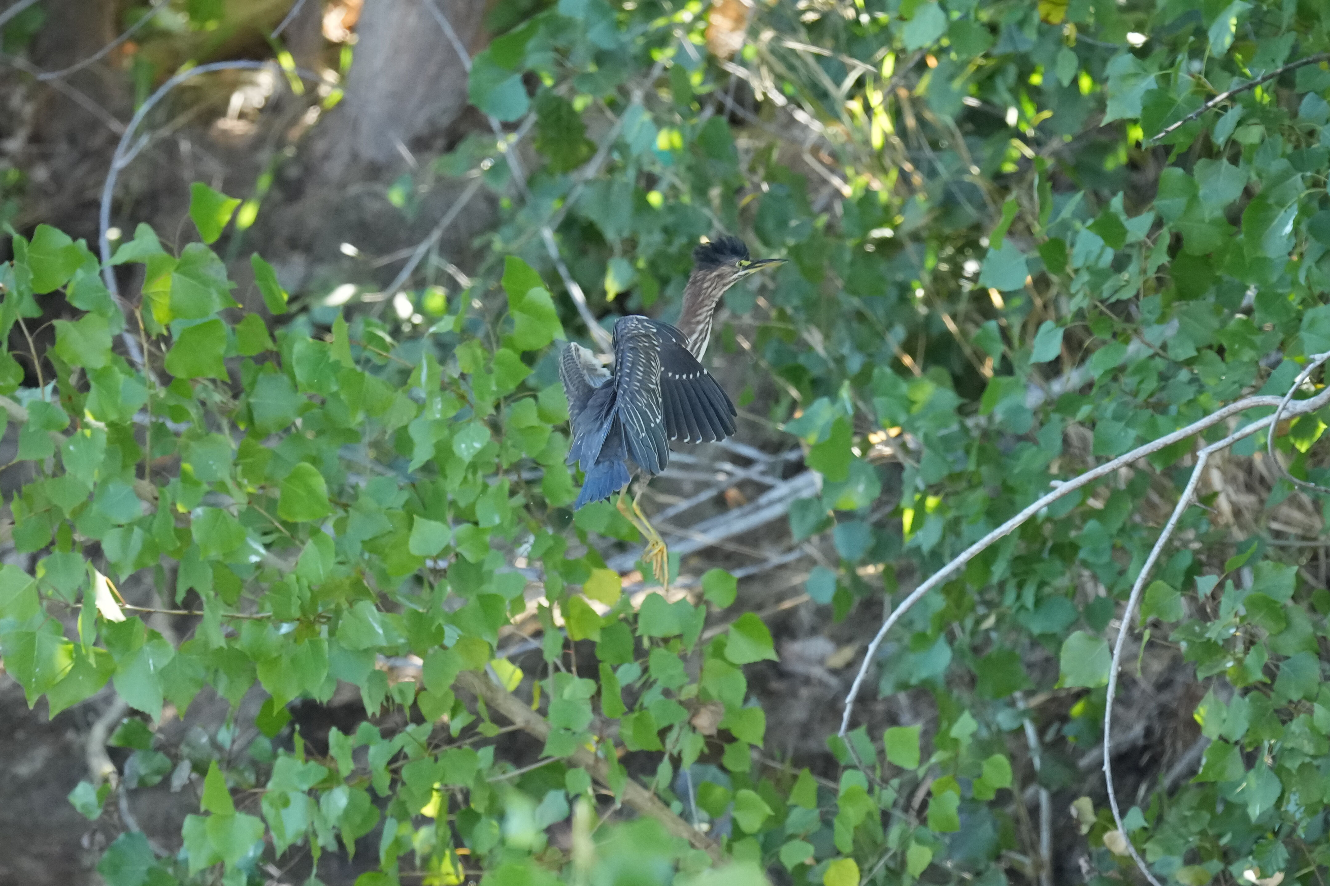 Penitencia Creek County Park