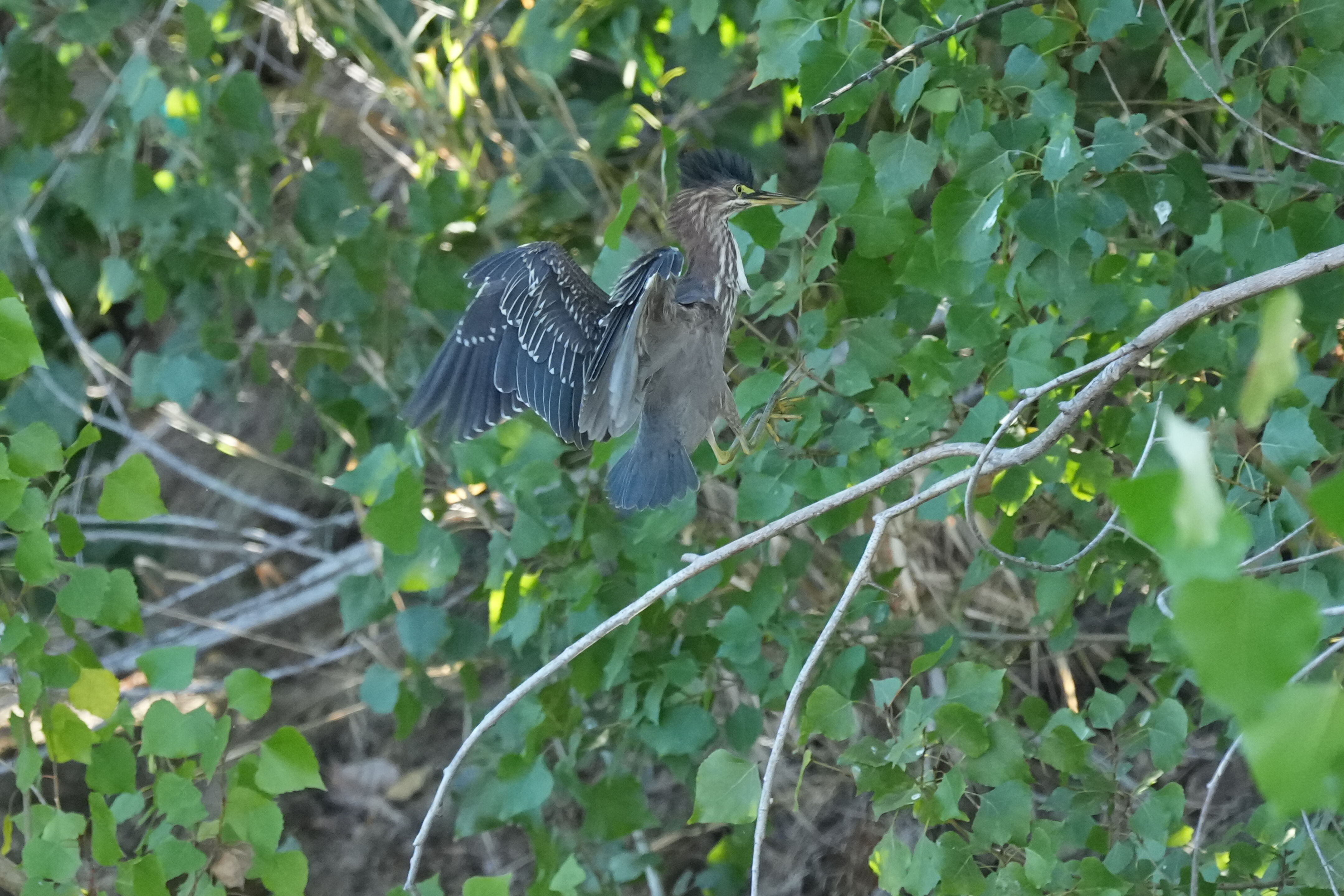 Penitencia Creek County Park