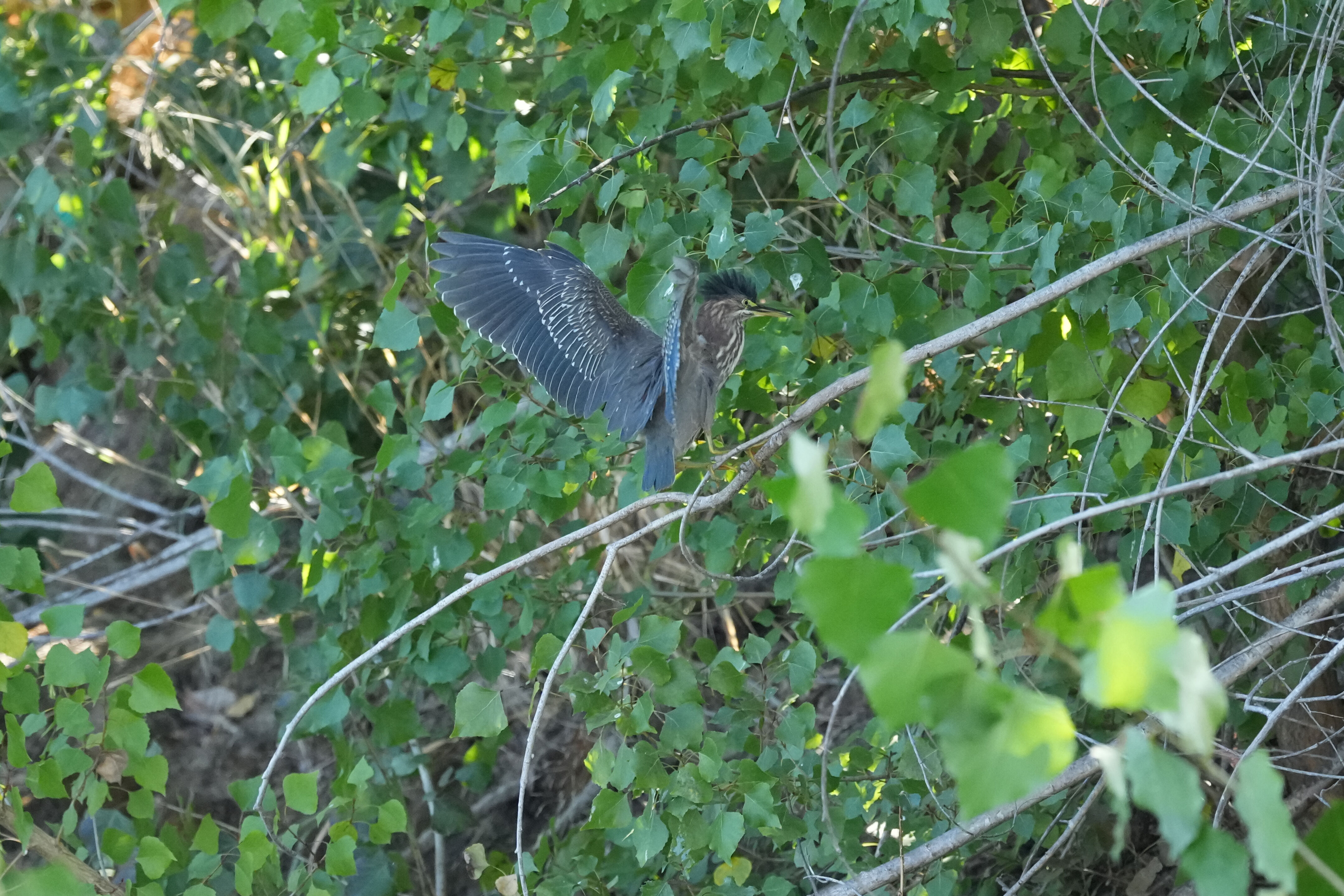 Penitencia Creek County Park