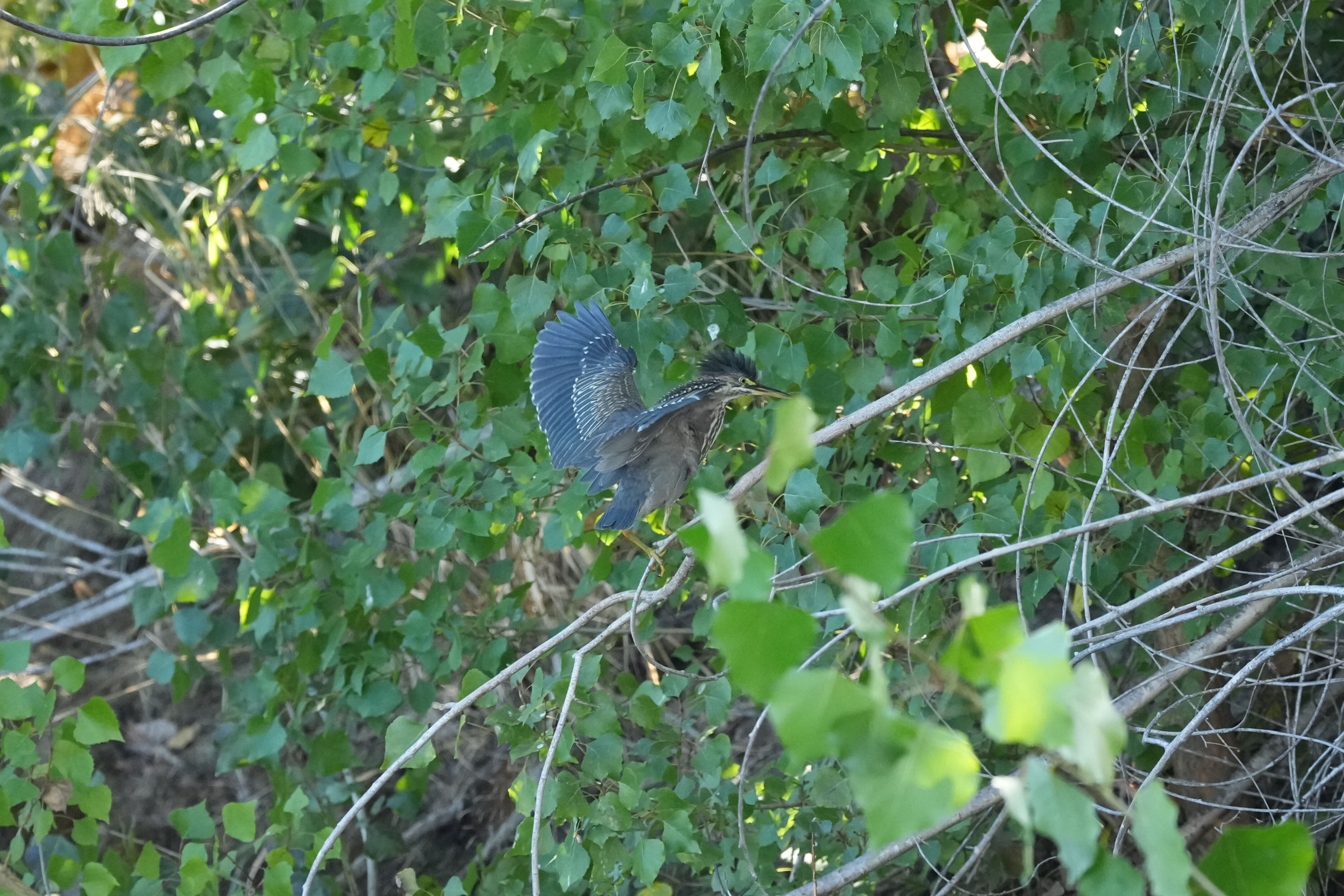 Penitencia Creek County Park