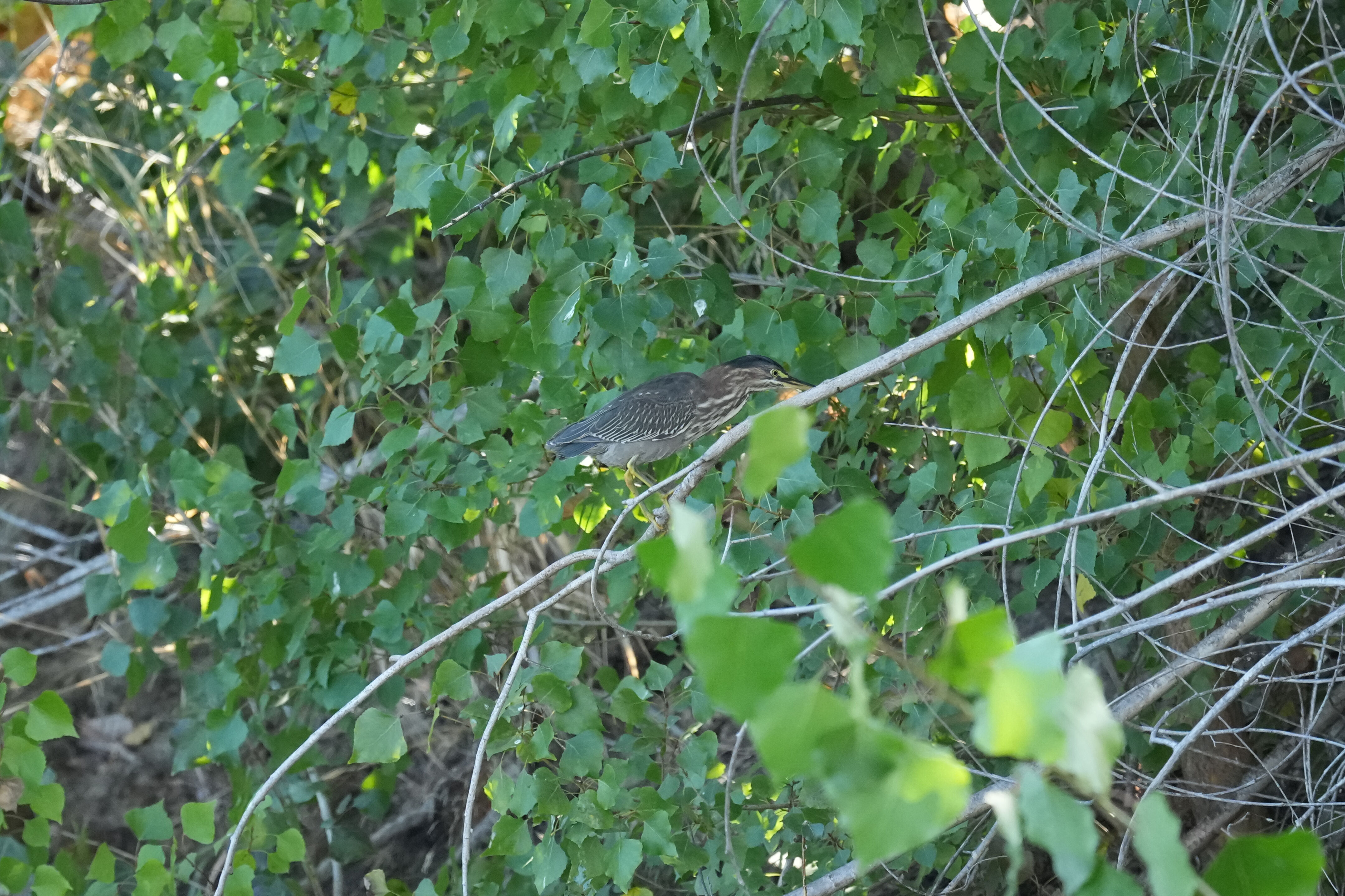 Penitencia Creek County Park