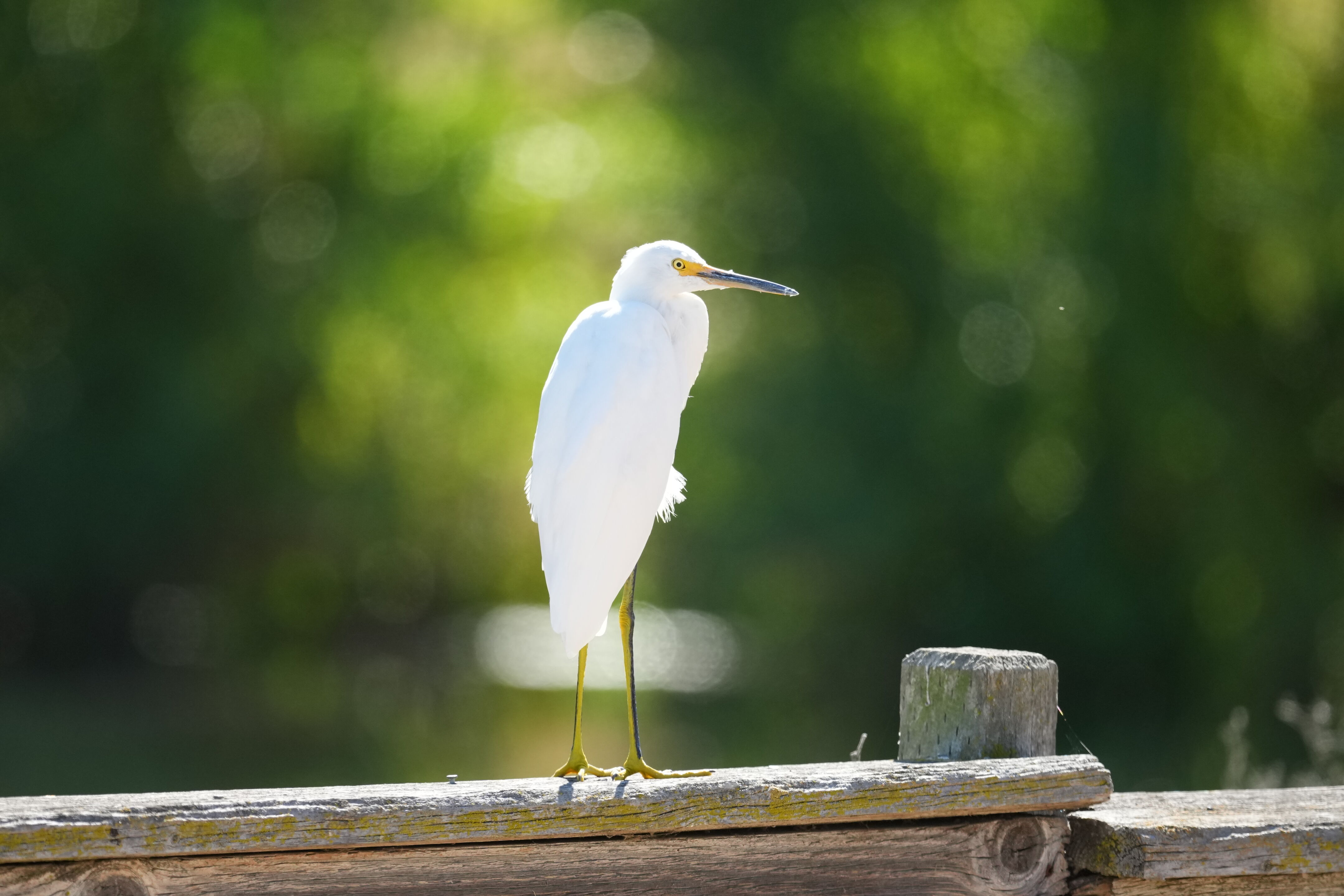 Penitencia Creek County Park