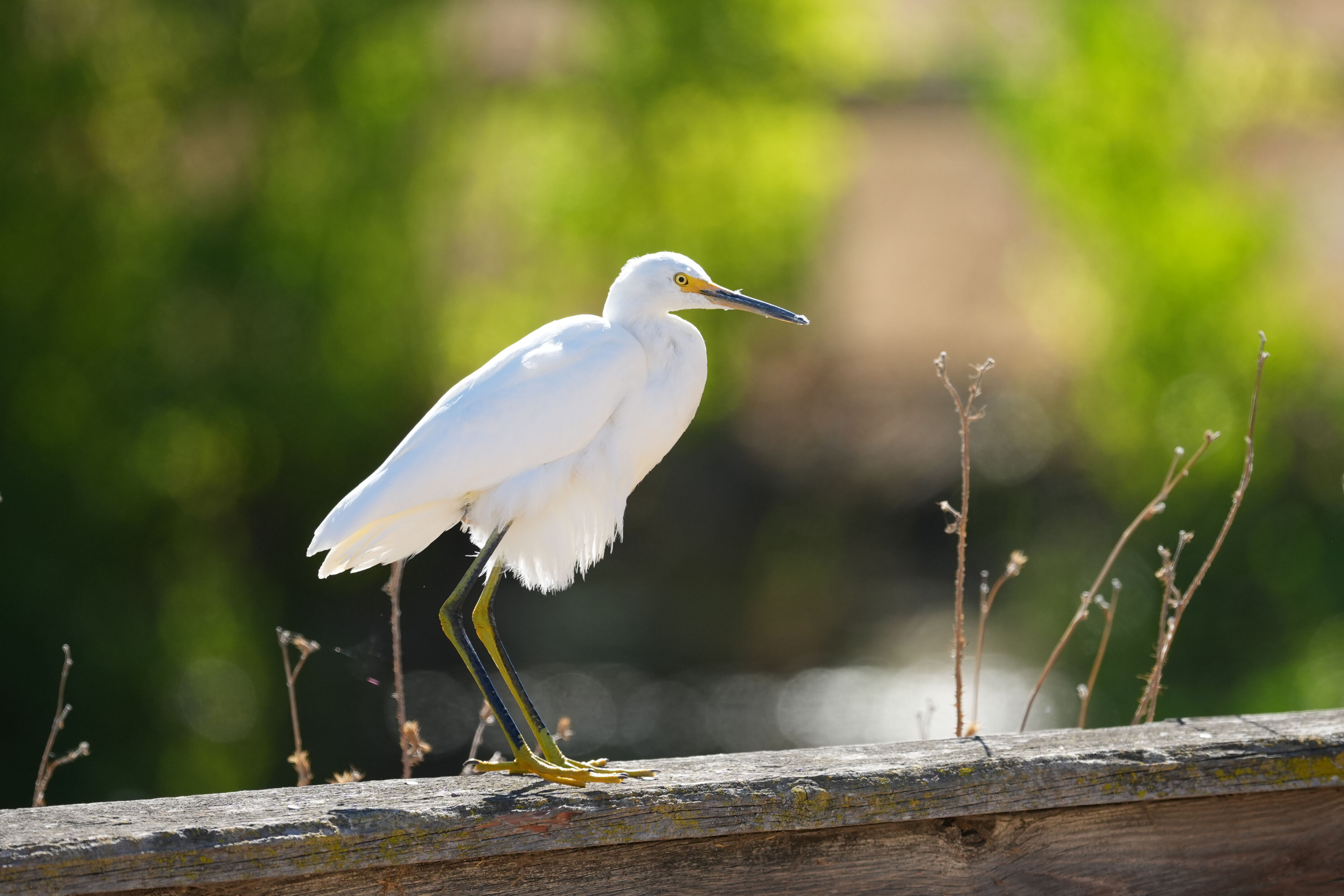 Penitencia Creek County Park