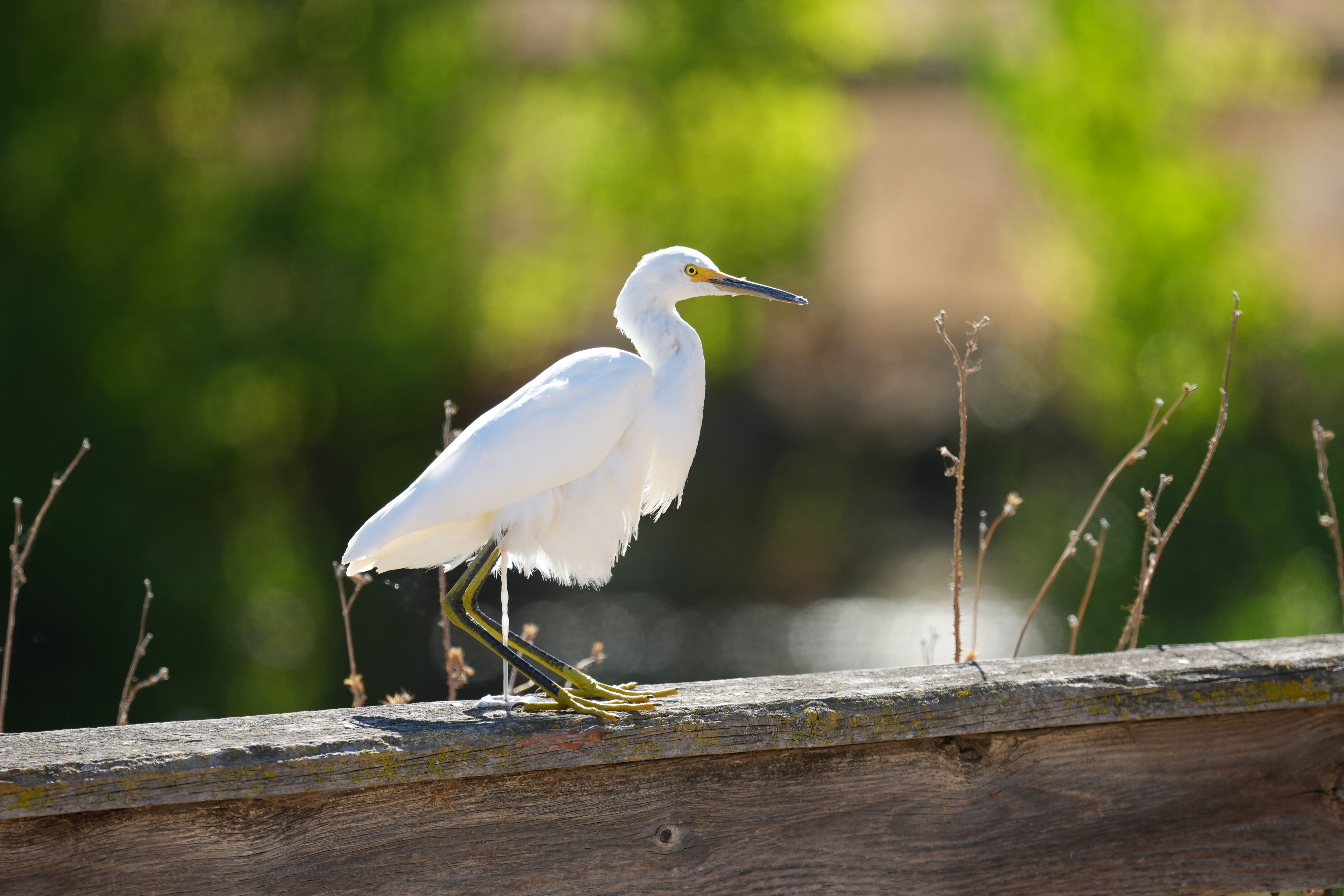 Penitencia Creek County Park