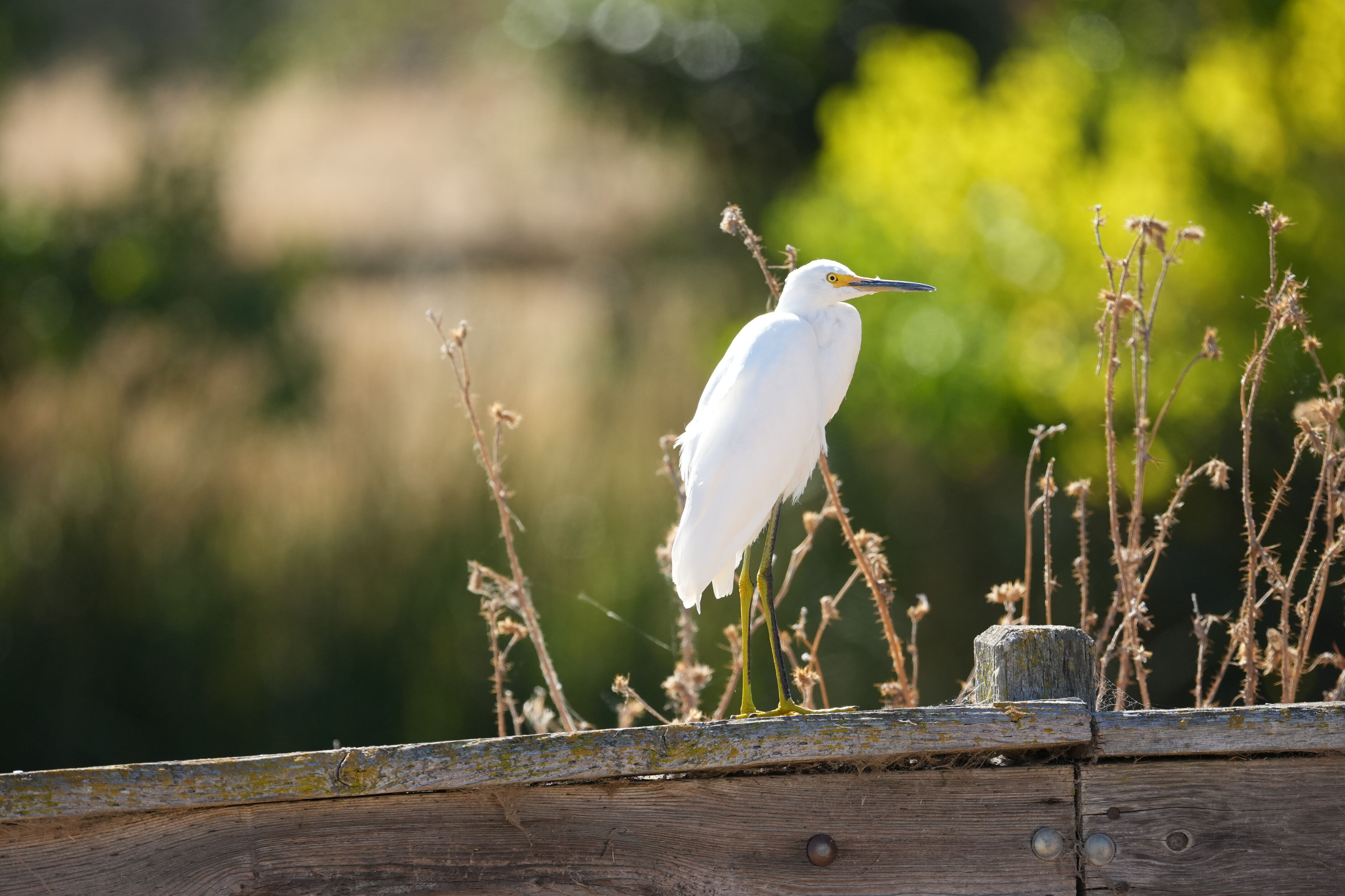 Penitencia Creek County Park