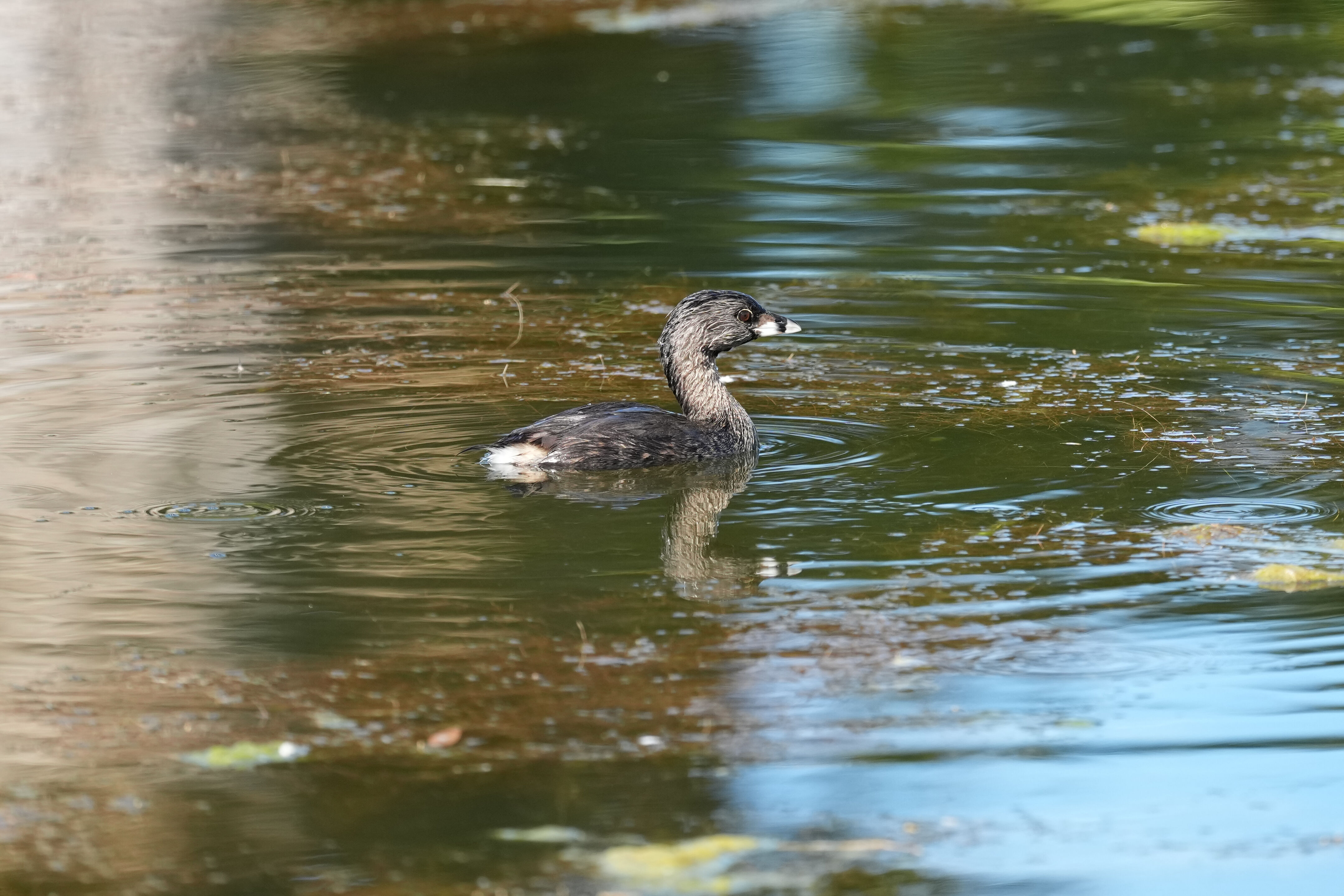 Penitencia Creek County Park
