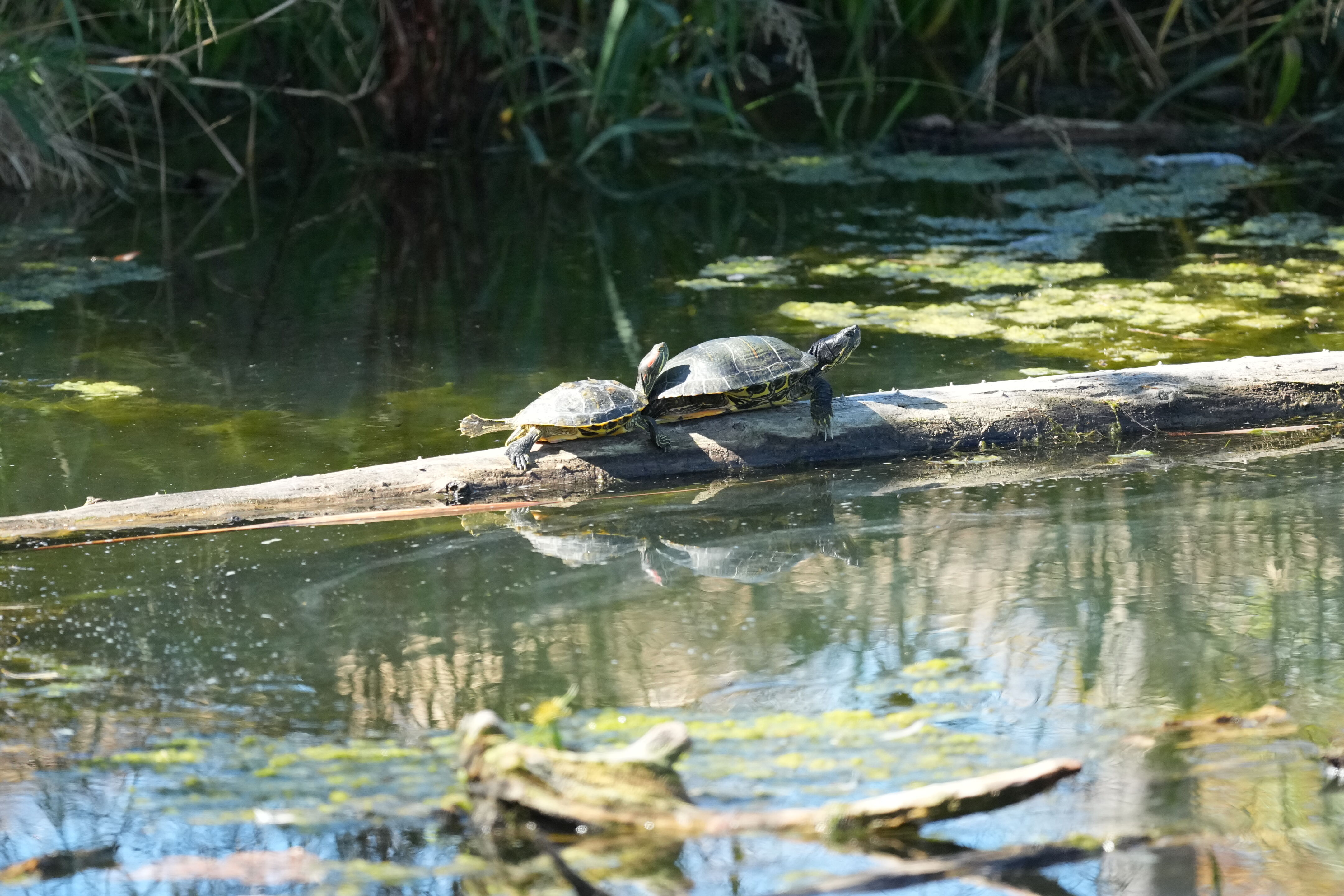Penitencia Creek County Park