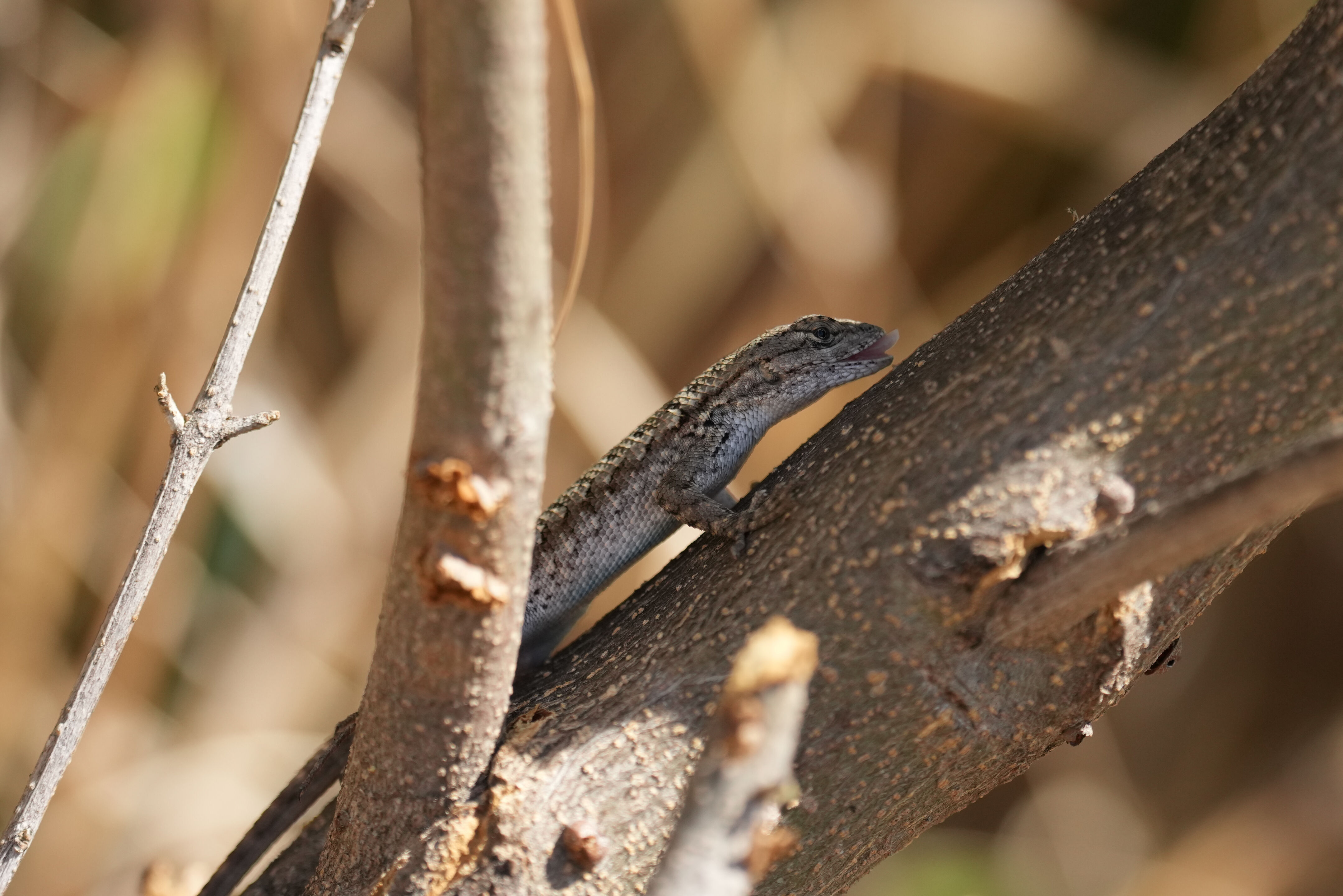Penitencia Creek County Park