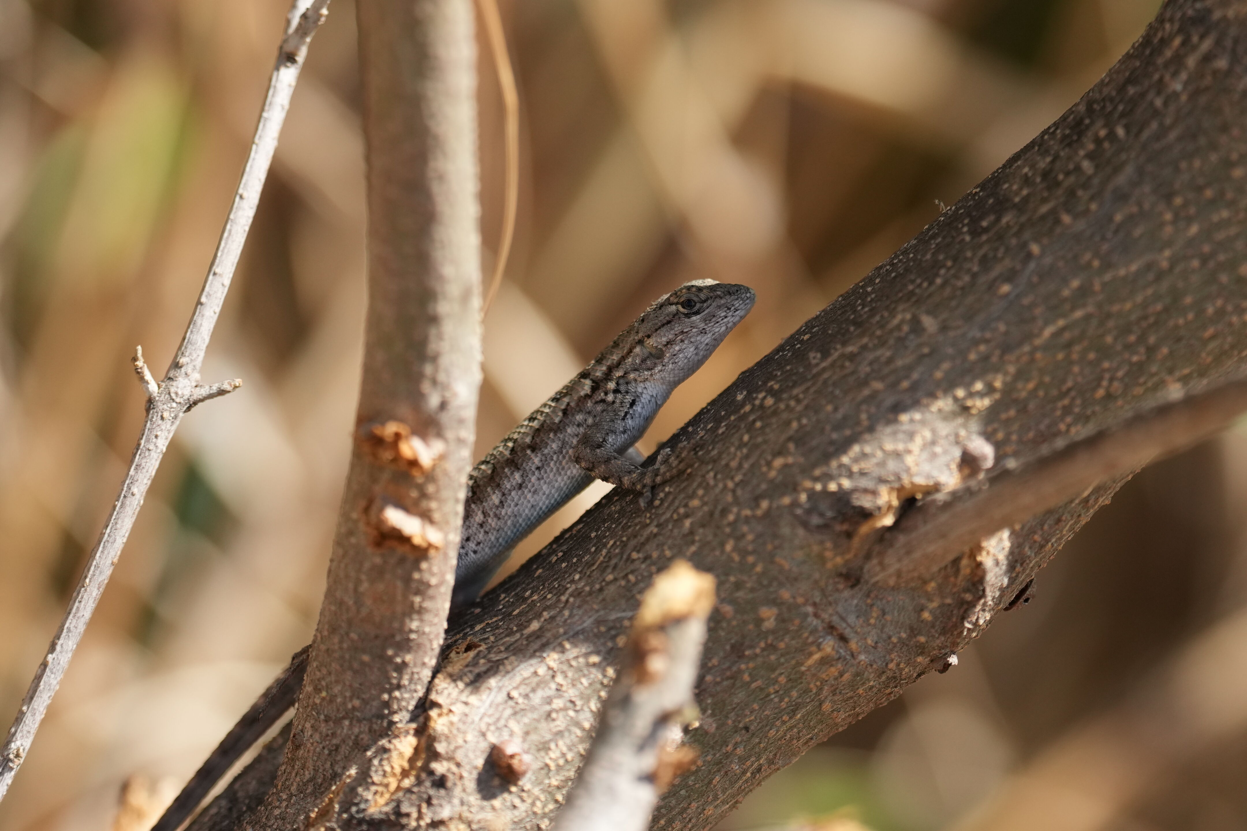 Penitencia Creek County Park