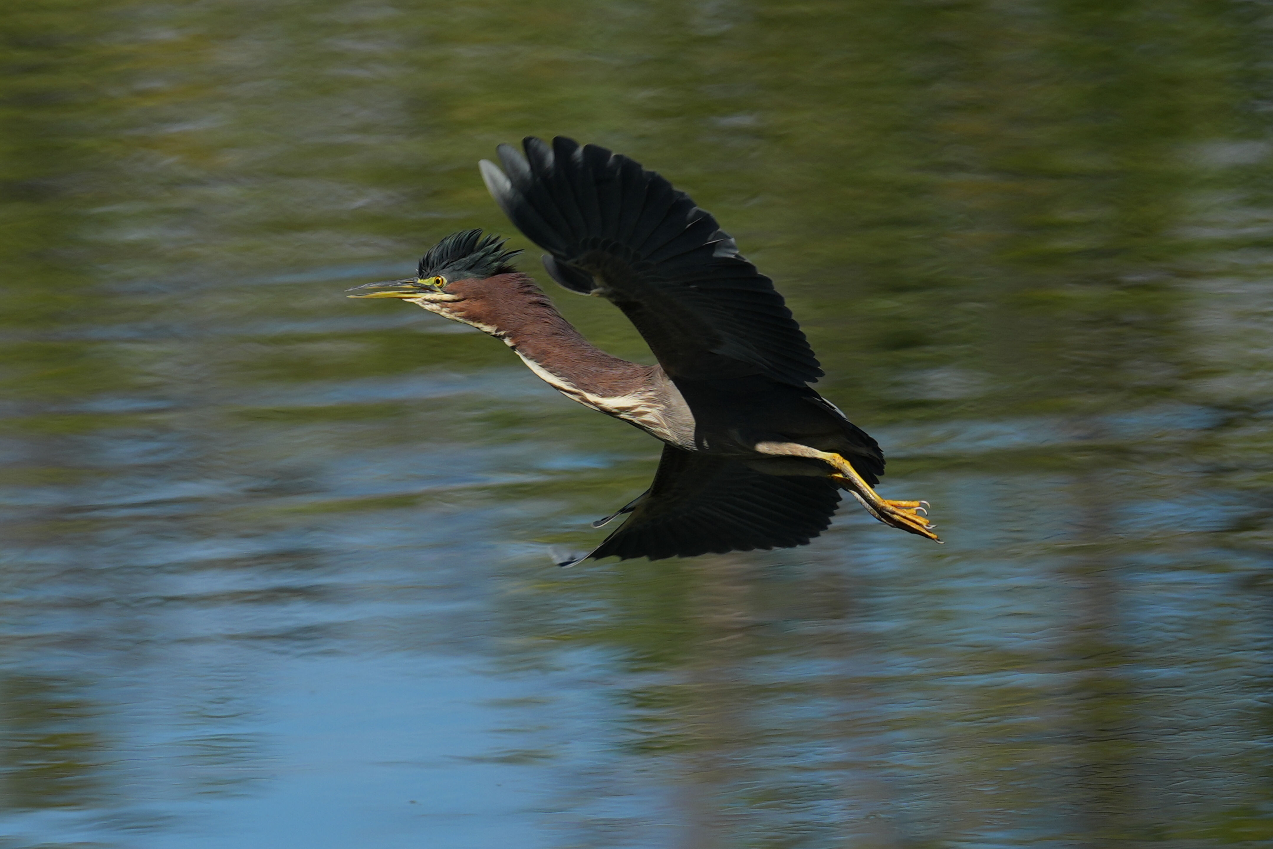 Penitencia Creek County Park
