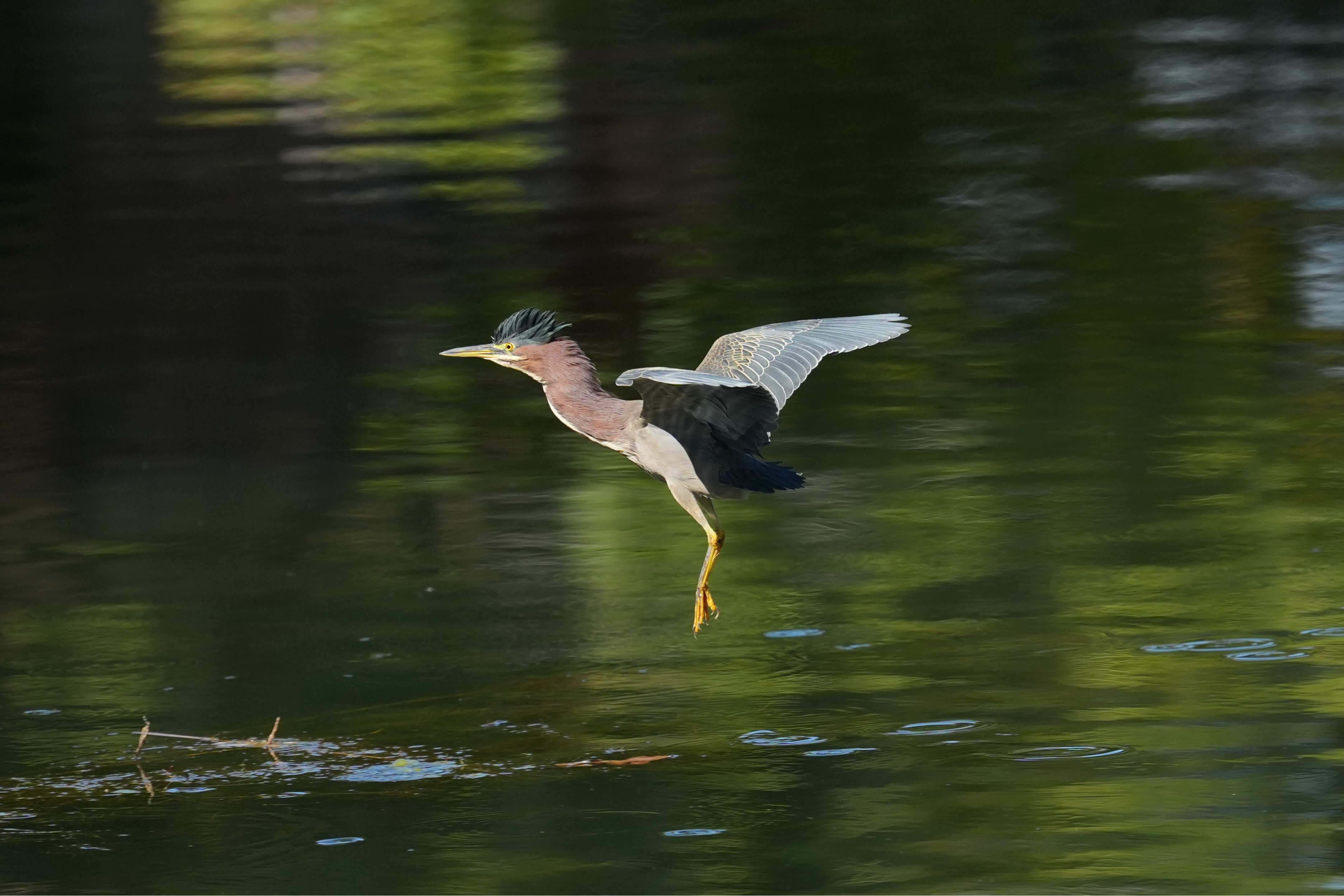 Penitencia Creek County Park
